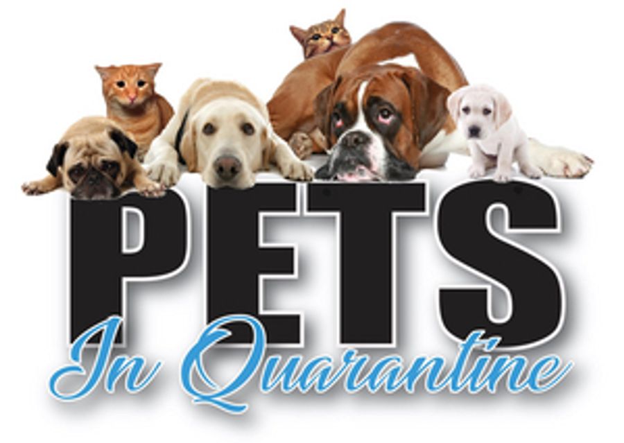 Bell Tower Theater Will Present Virtual Play, PETS IN QUARANTINE  Image