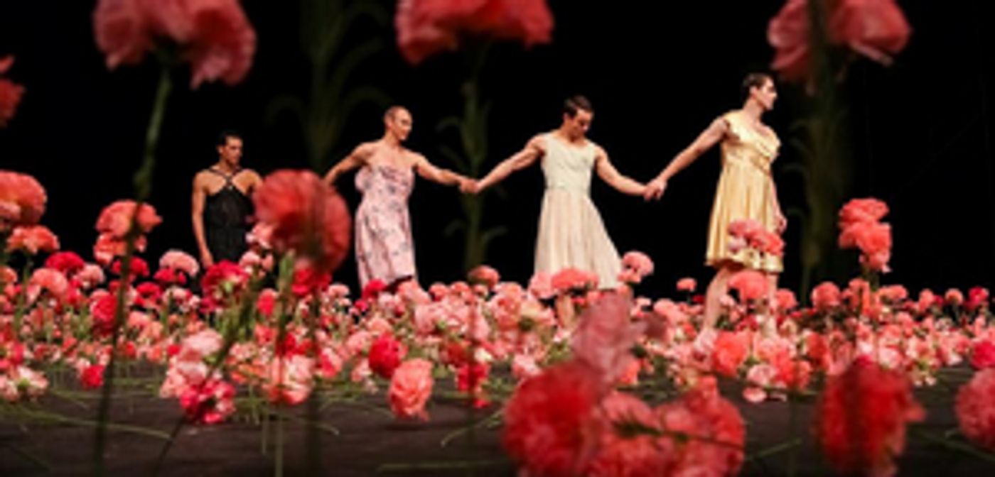 Danse Danse Cancels NELKEN By Pina Bausch Danse Danse Cancels NELKEN By Pina Bausch Image
