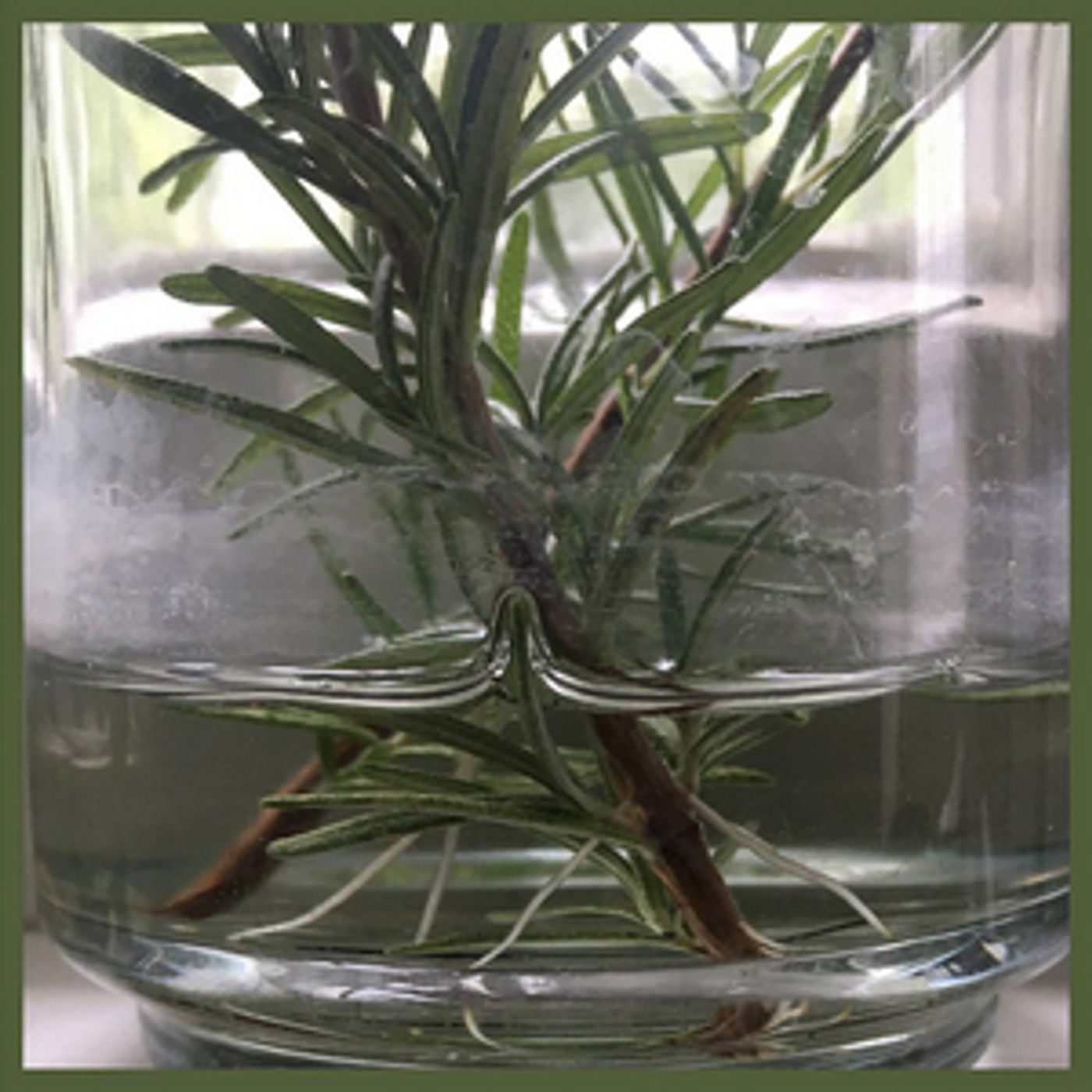 Molly Parden Announces New EP 'Rosemary' Molly Parden Announces New EP 'Rosemary' Image