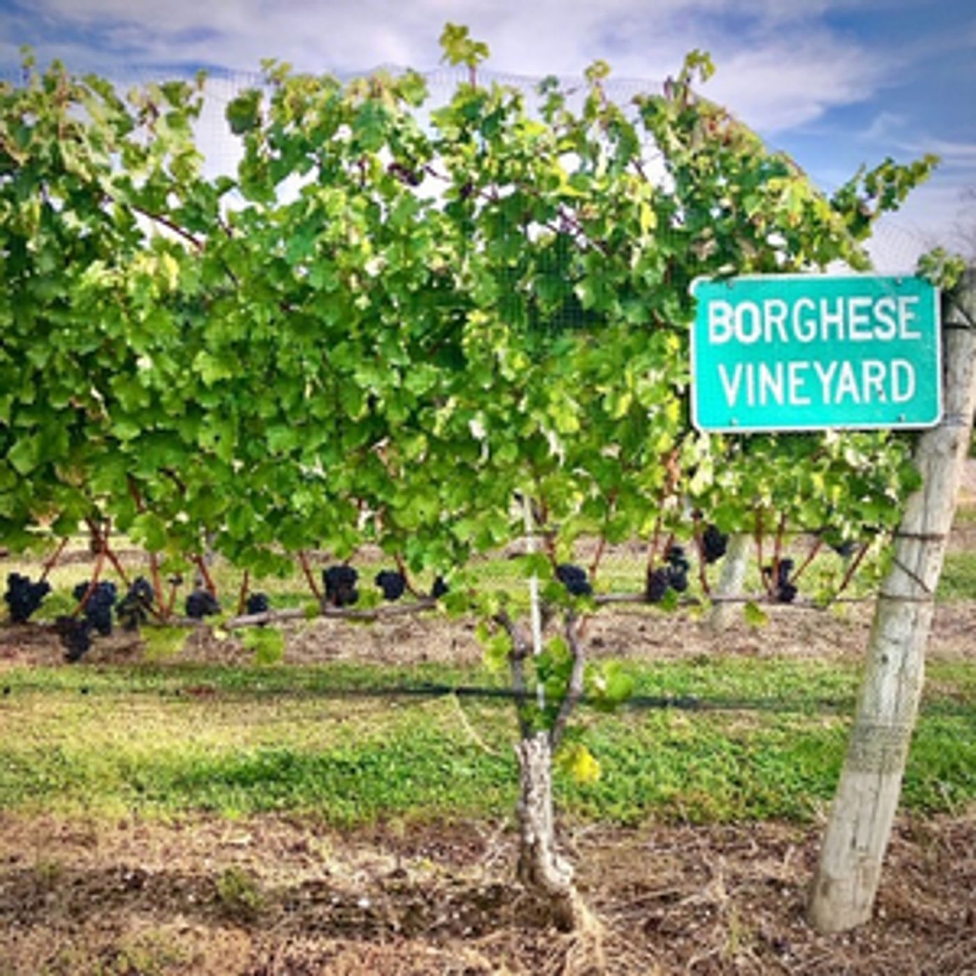 North Fork TV Festival Announces 2020 Dates for Drive-In Festival at Long Island's Founding Vineyard North Fork TV Festival Announces 2020 Dates for Drive-In Festival at Long Island's Founding Vineyard Image