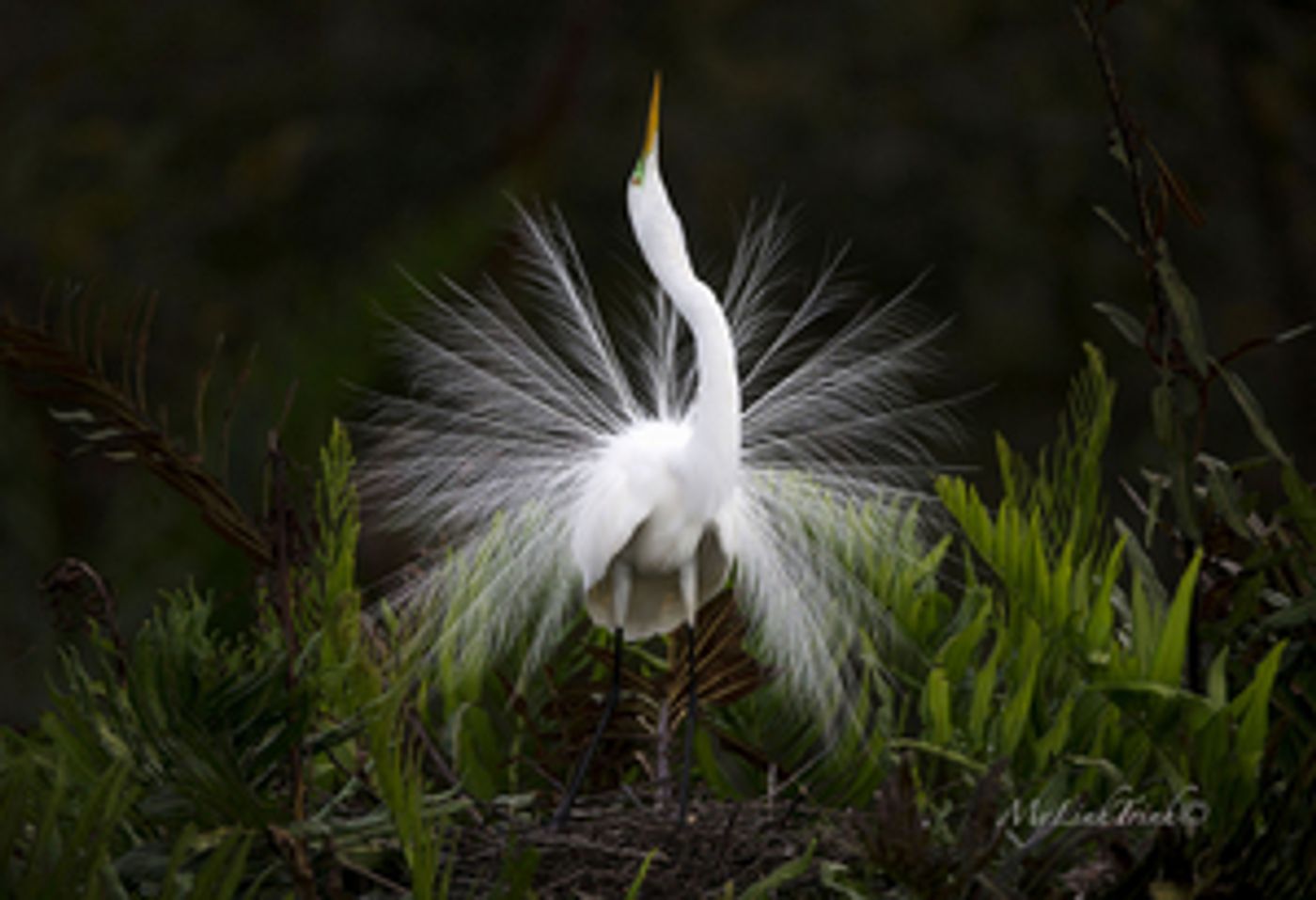 Palm Beach Photographic Centre Presents MEMBERS' SHOW 2020  Image