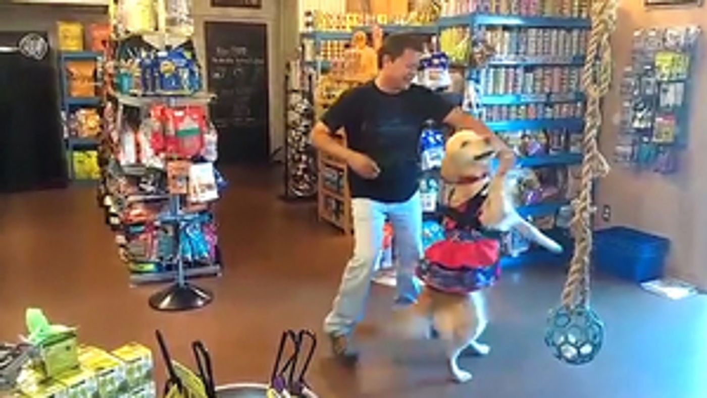 Las Vegas Magician Murray SawChuck Guests Stars This Week on World's Funniest Animals  Image