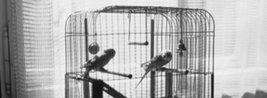 HERE Presents the Premiere of FLIGHT by Anonymous Ensemble Image