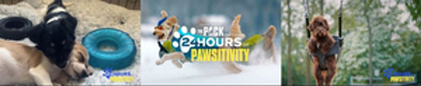 Amazon's THE PACK Presents 24 Hours of Pawsitivity  Image