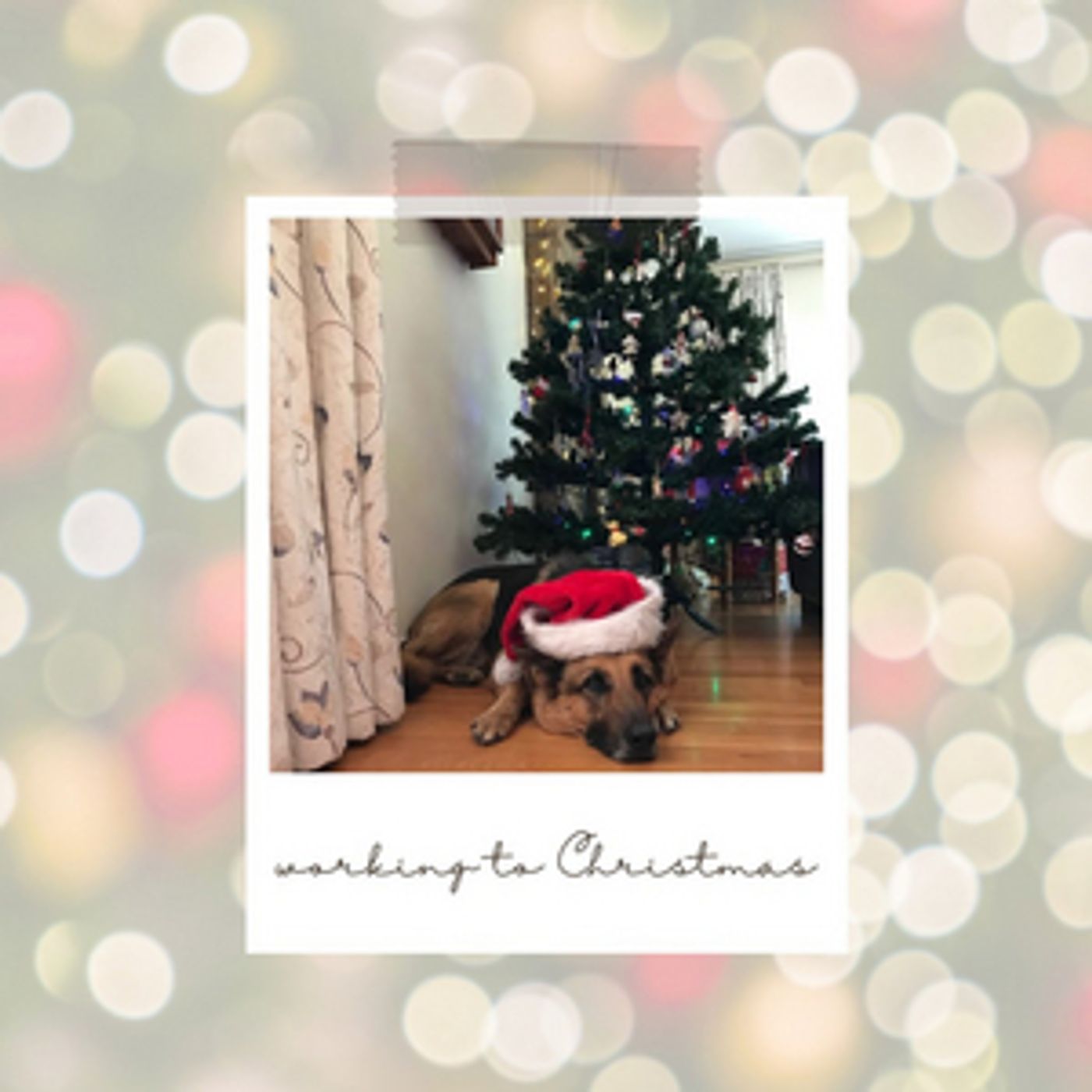 BWW Blog: Working to Christmas  Image