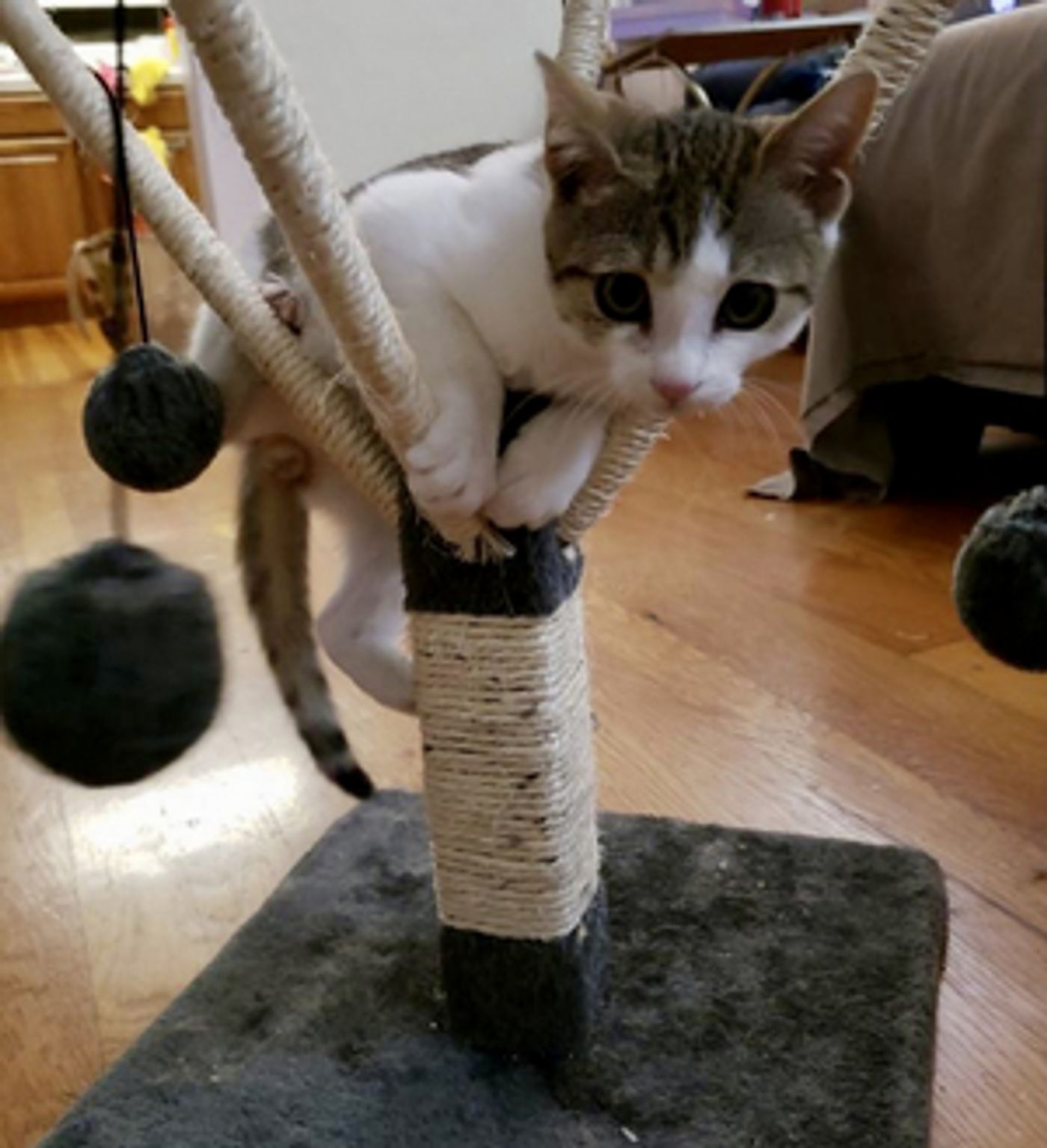 BWW Feature: Online Virtual Opera Tour November 14-21 at Home Computer Screens  Image