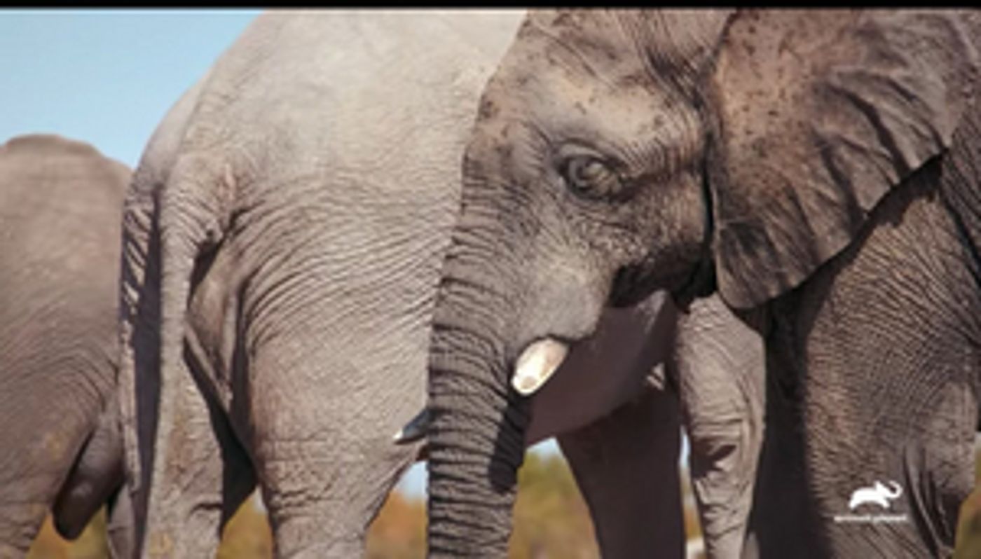 Animal Planet Premieres Three-Part Television Event WALKING WITH ELEPHANTS Dec. 15  Image