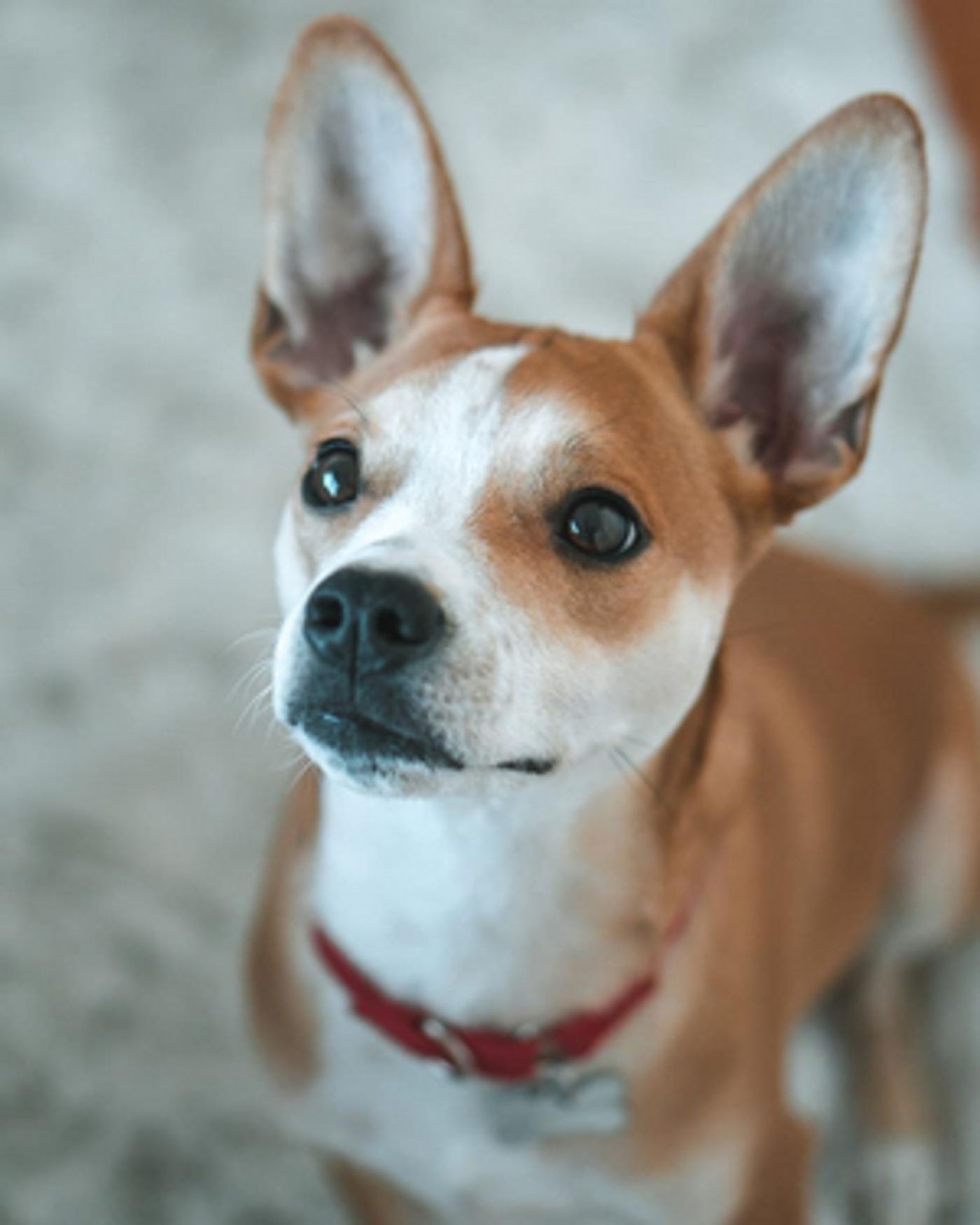 Feature: Cabaret Critters  Image