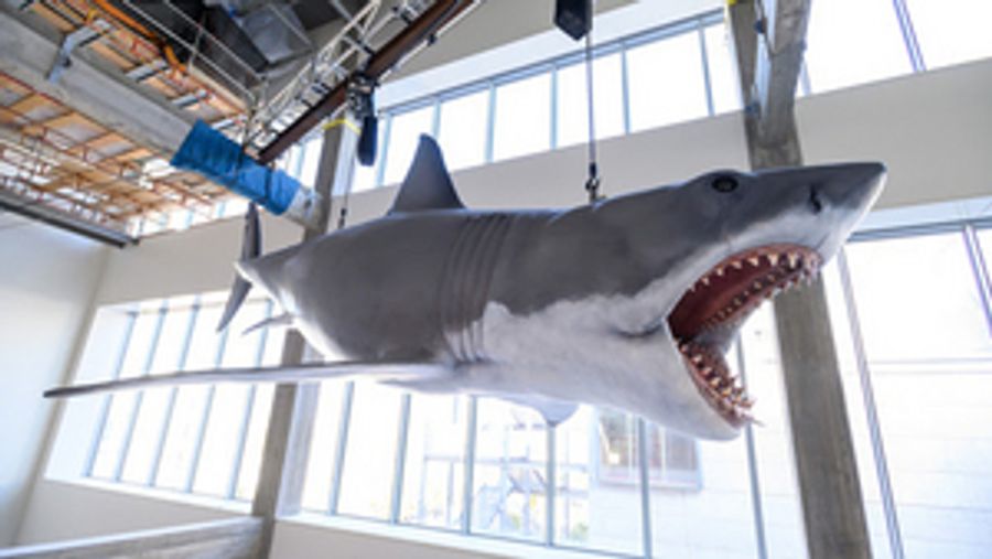 Academy Museum Installs The Only Surviving Shark Model From the 1975 Film JAWS Image