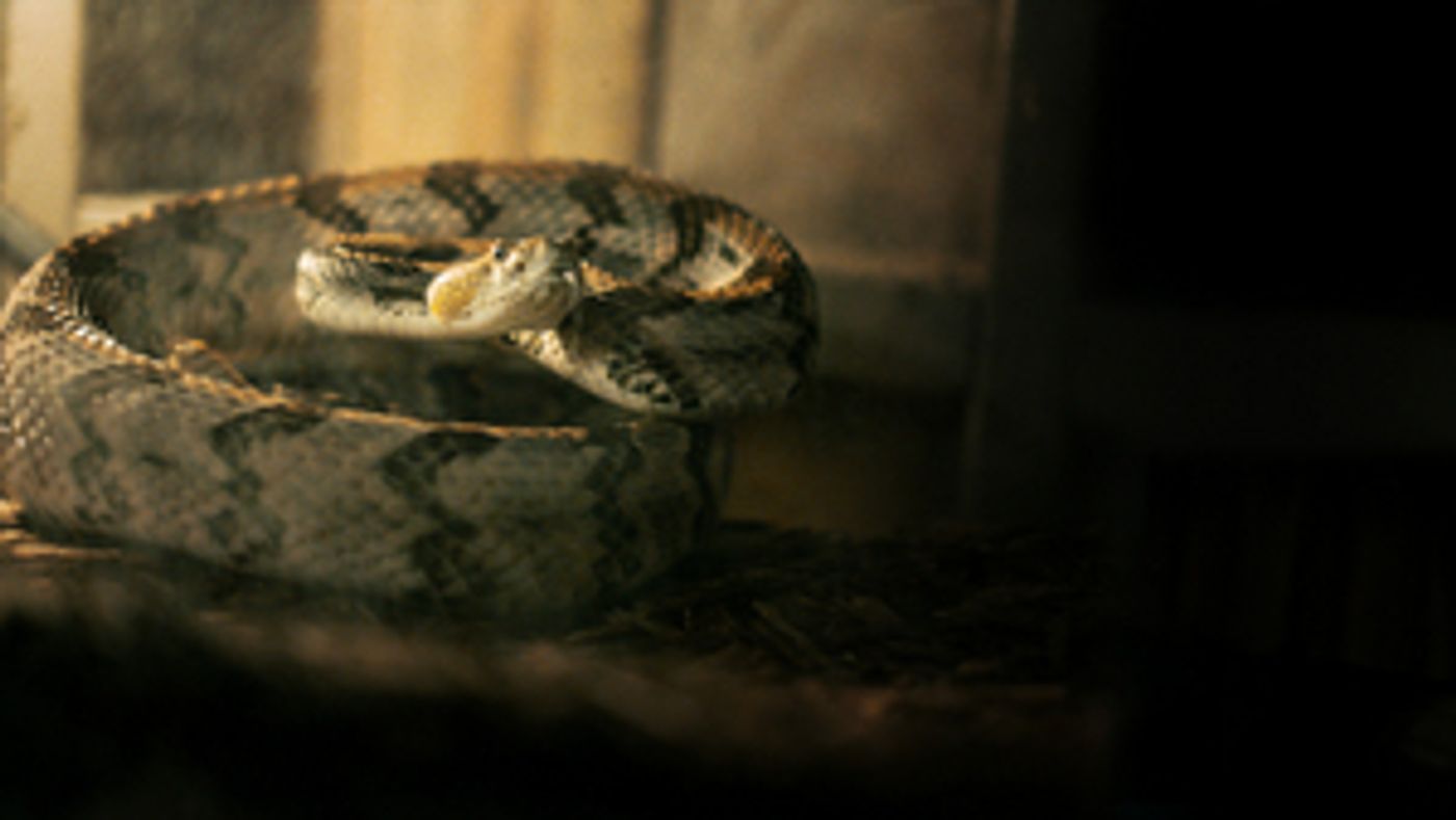 HBO's ALABAMA SNAKE Premieres Dec. 9 HBO's ALABAMA SNAKE Premieres Dec. 9 Image