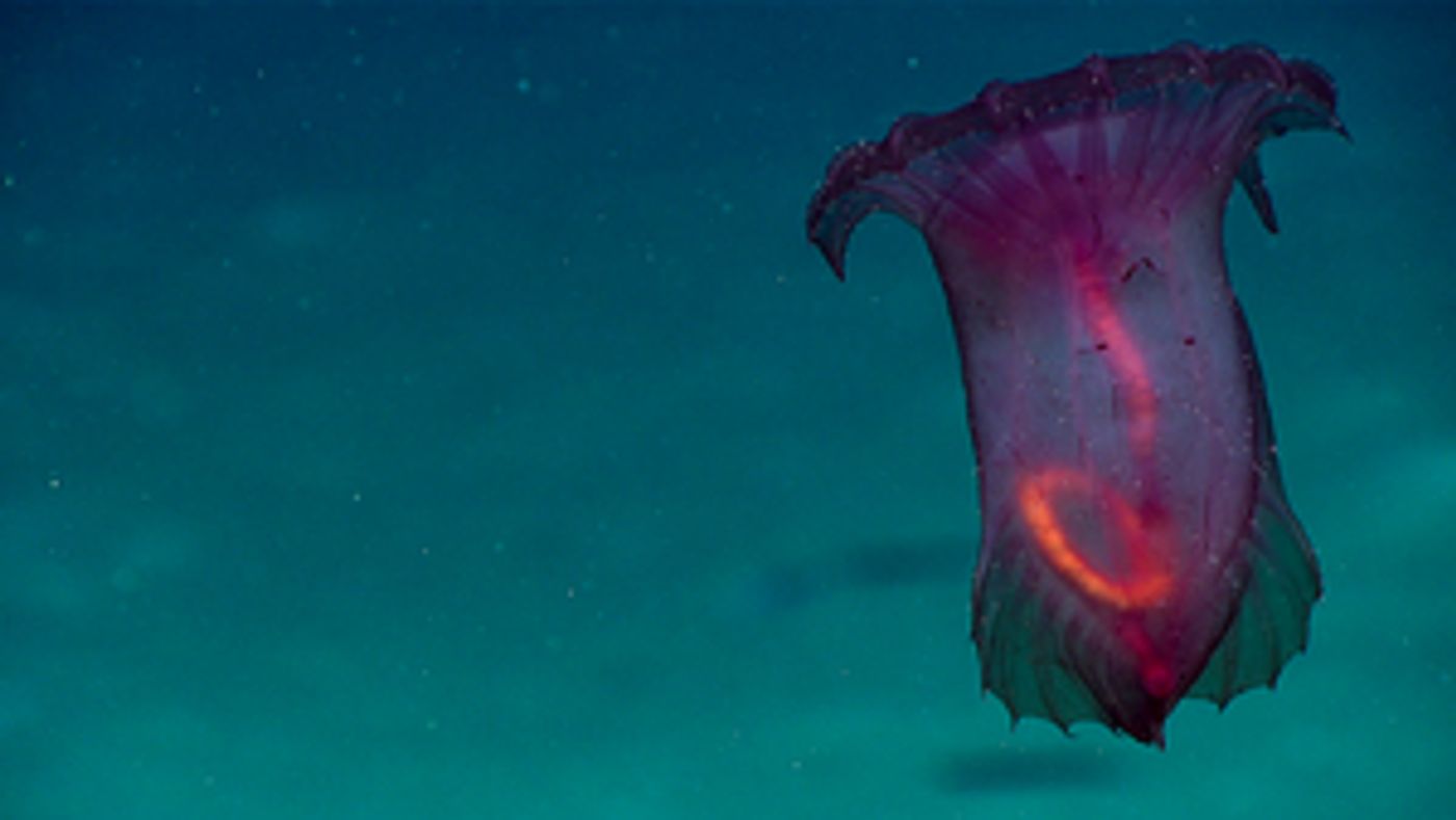 Dayton Live's National Geographic Live Series Goes Virtual For Early 2021  Image