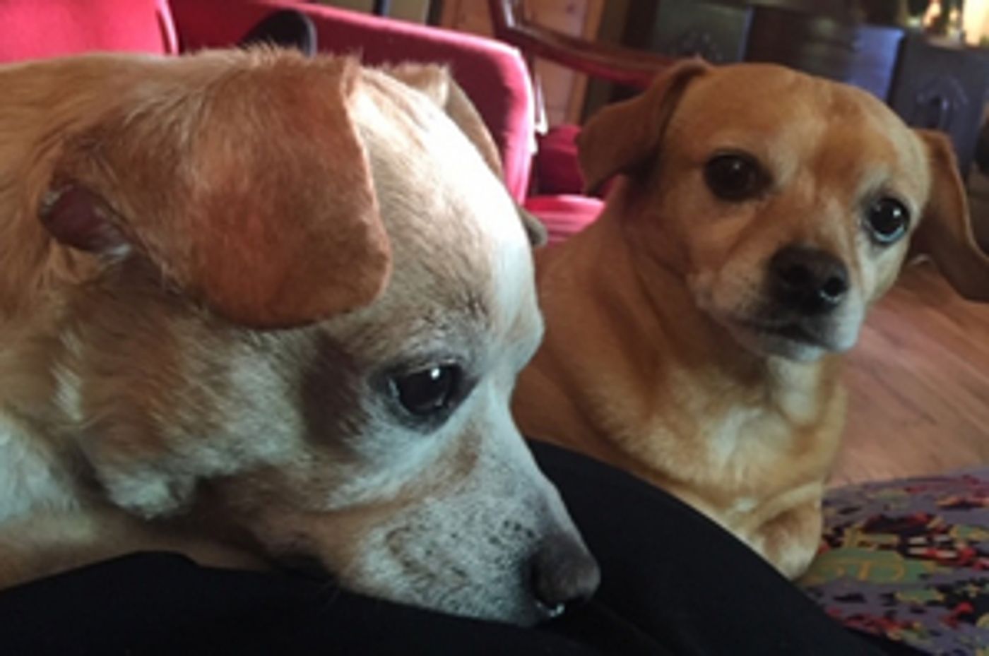 Interview: Playwright and Actor Sarah Hunter on Why DOGS ARE BETTER THAN PEOPLE  Image