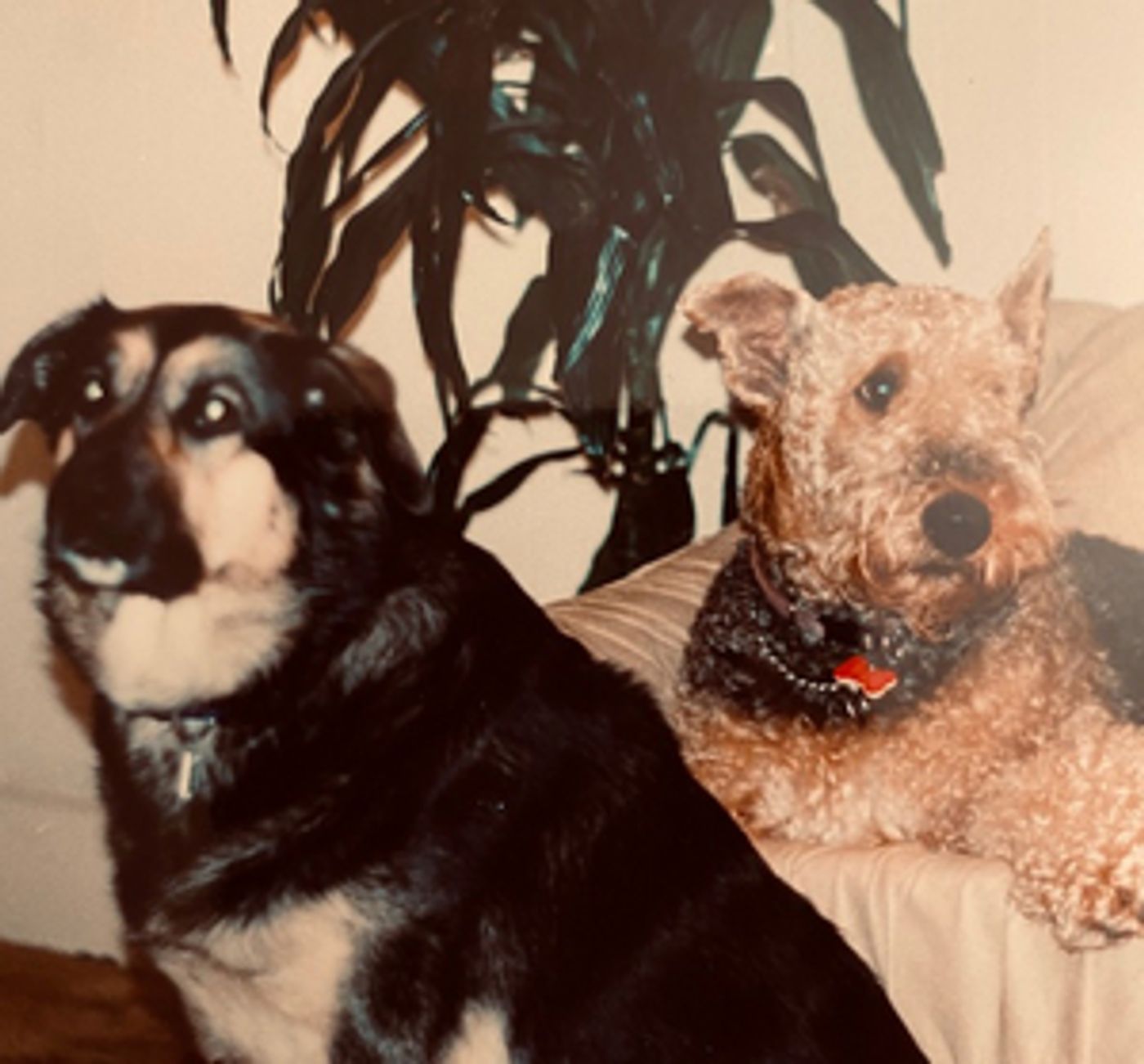 Interview: Playwright and Actor Sarah Hunter on Why DOGS ARE BETTER THAN PEOPLE  Image