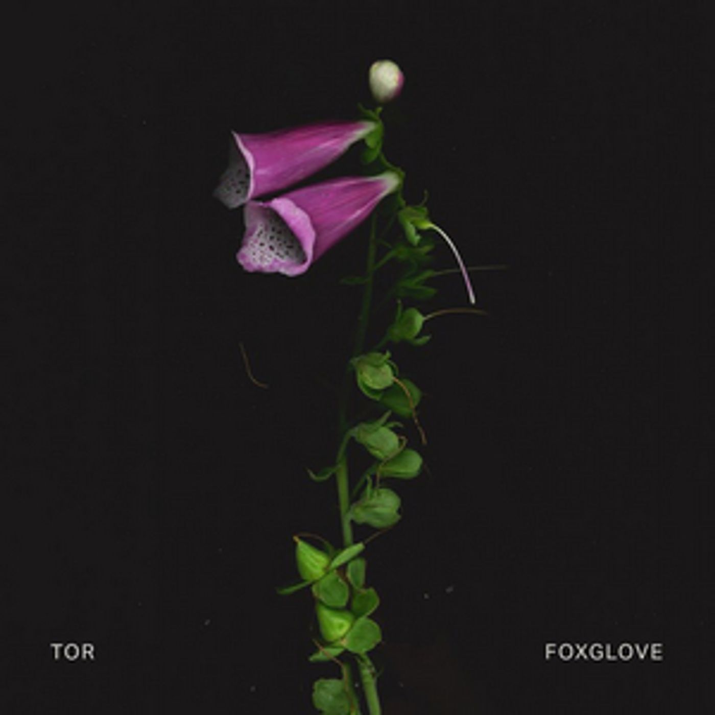 TOR Releases First Single 'Foxglove' TOR Releases First Single 'Foxglove' Image
