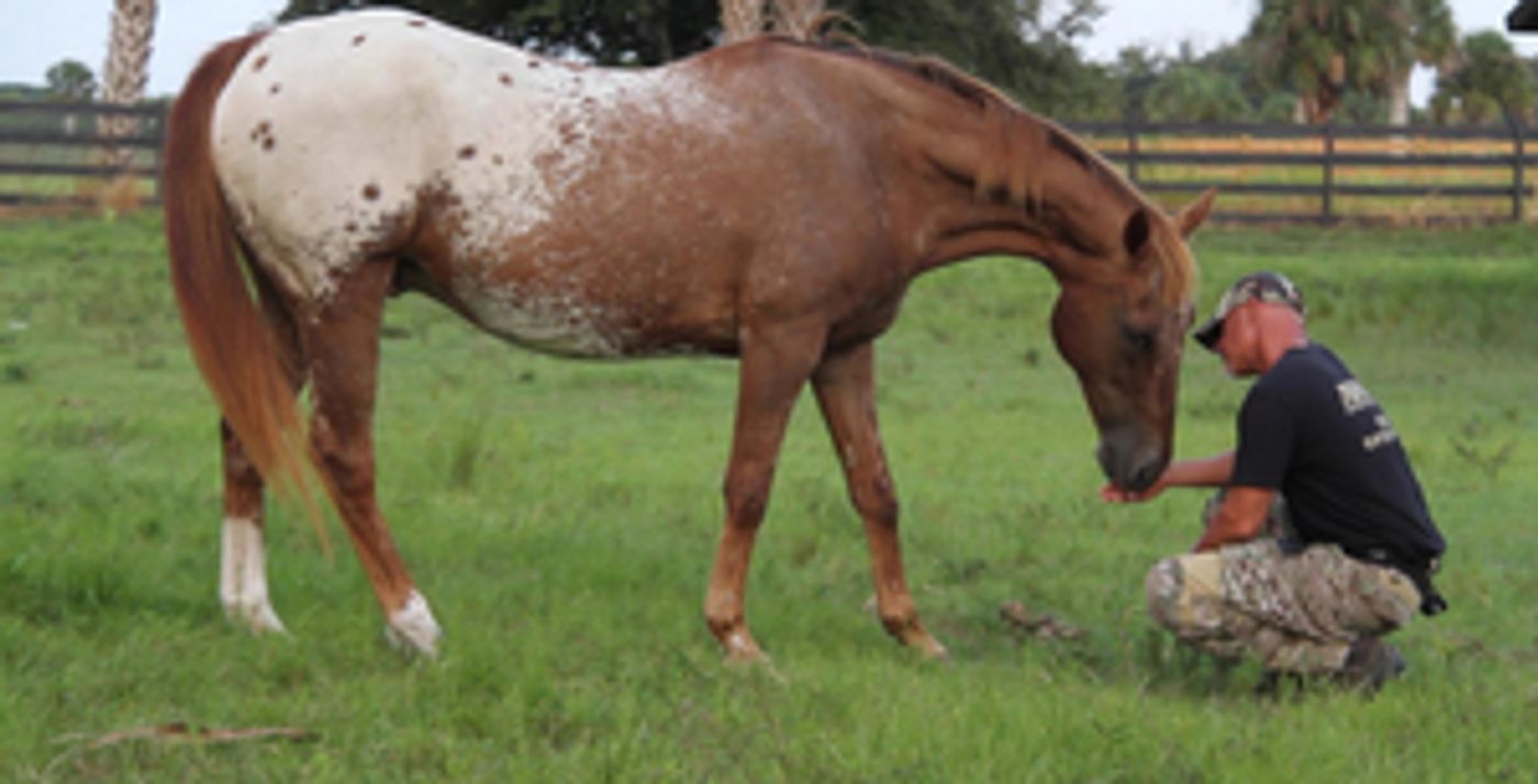 Gravitas Ventures Acquires Doc MUSTANG SAVIORS For February Release    Image