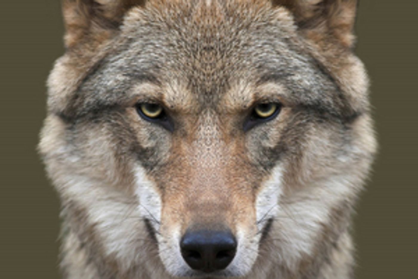 Review: Guest Reviewer Kym Vaitiekus Shares His Thoughts On GLENGARRY GLEN ROSS Review: Guest Reviewer Kym Vaitiekus Shares His Thoughts On GLENGARRY GLEN ROSS Image