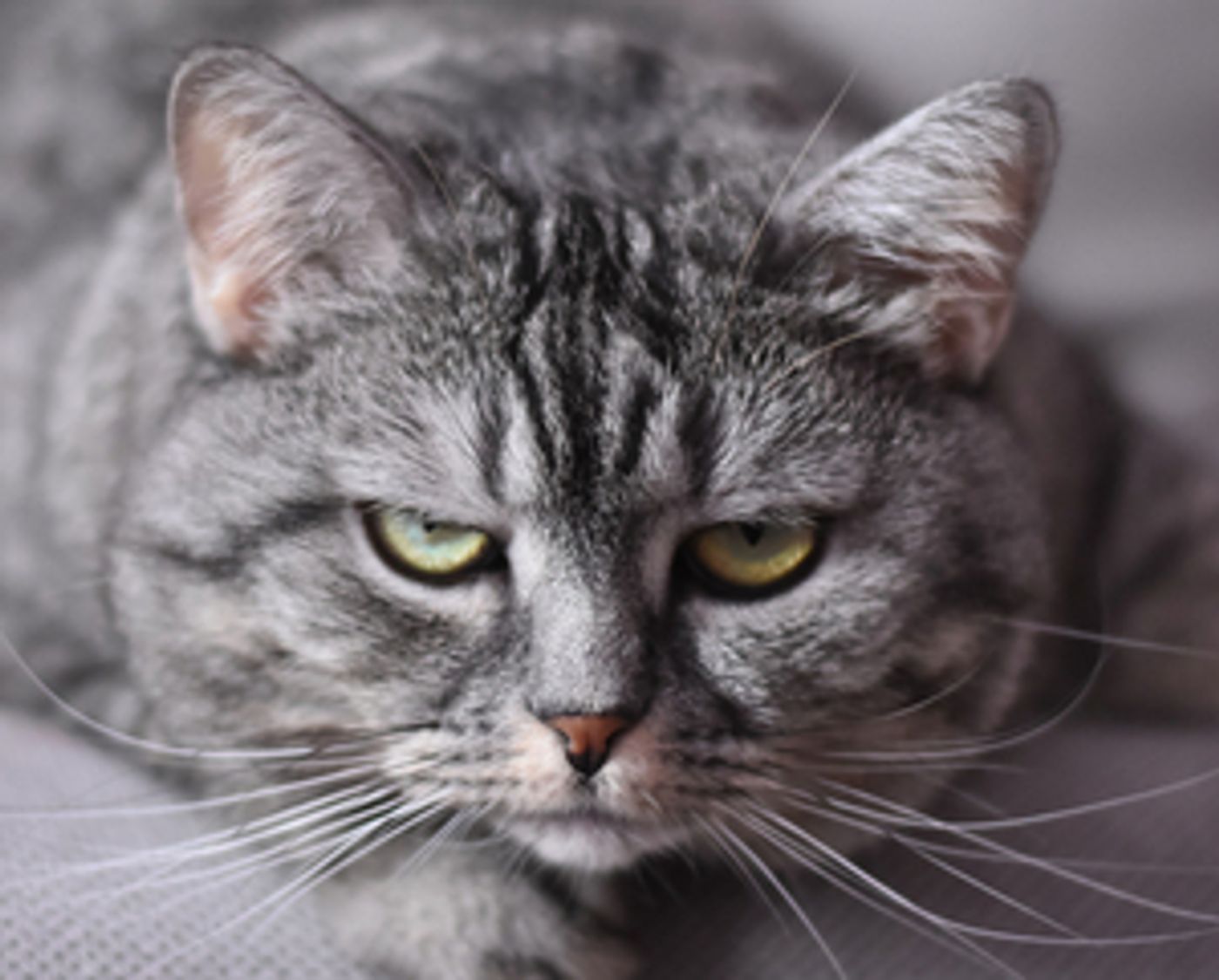 John Fisher Presents A Solo Show, CATS! (No, Not That One) John Fisher Presents A Solo Show, CATS! (No, Not That One) Image