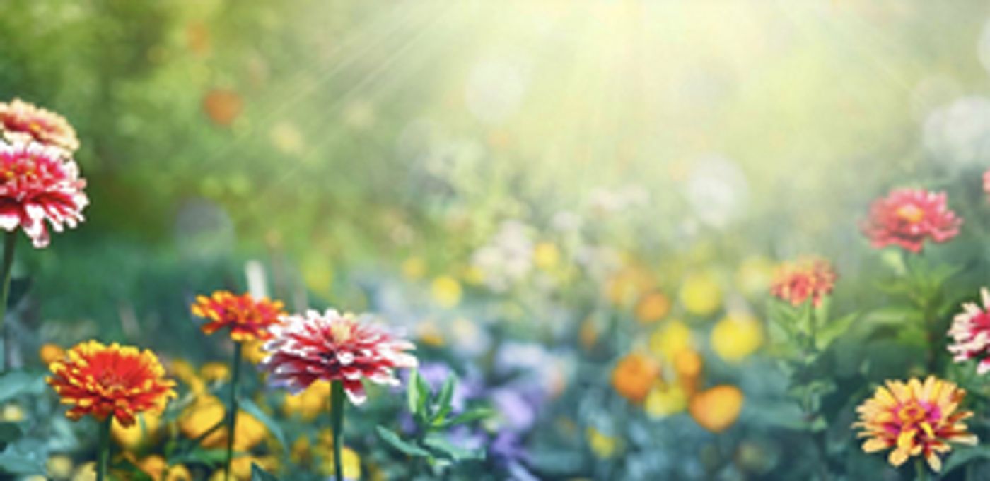 Boise Contemporary Theater Announces Summer Reading Series  Image