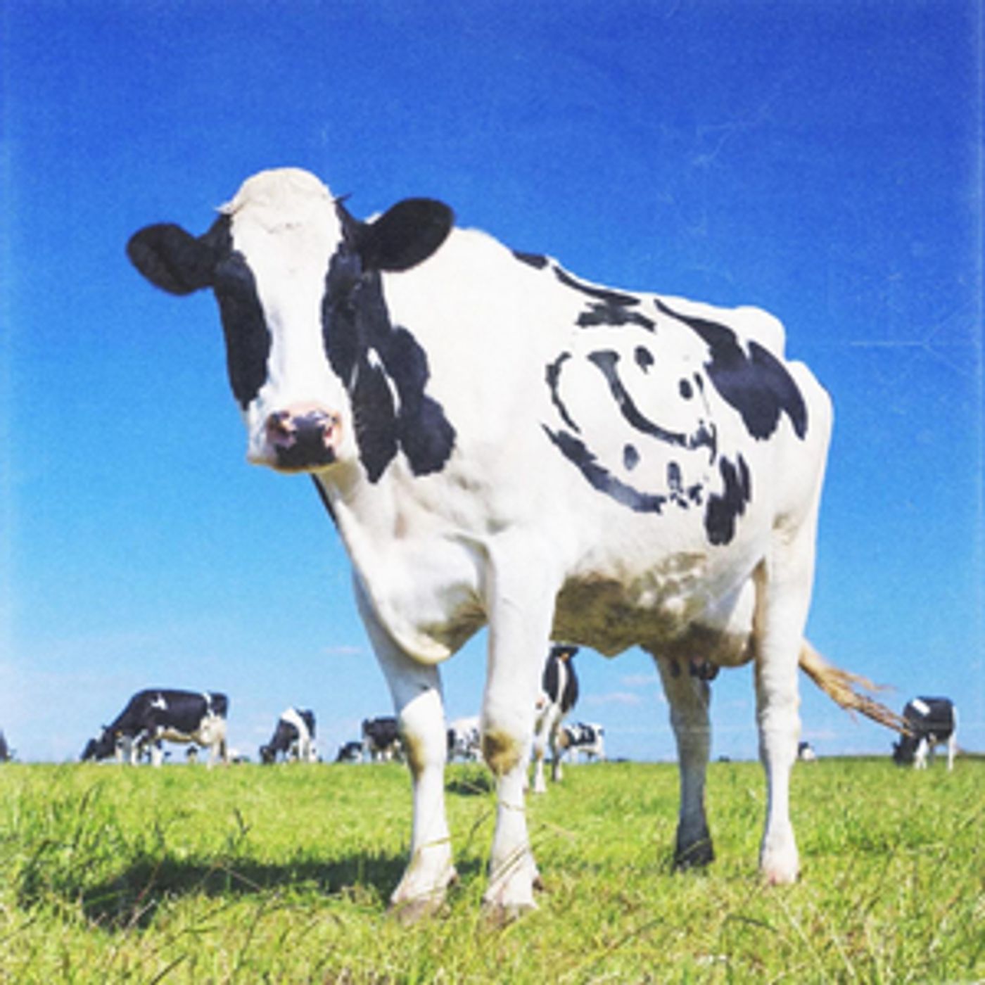 Junior Varsity Release Debut Single 'Cold Blood'  Image