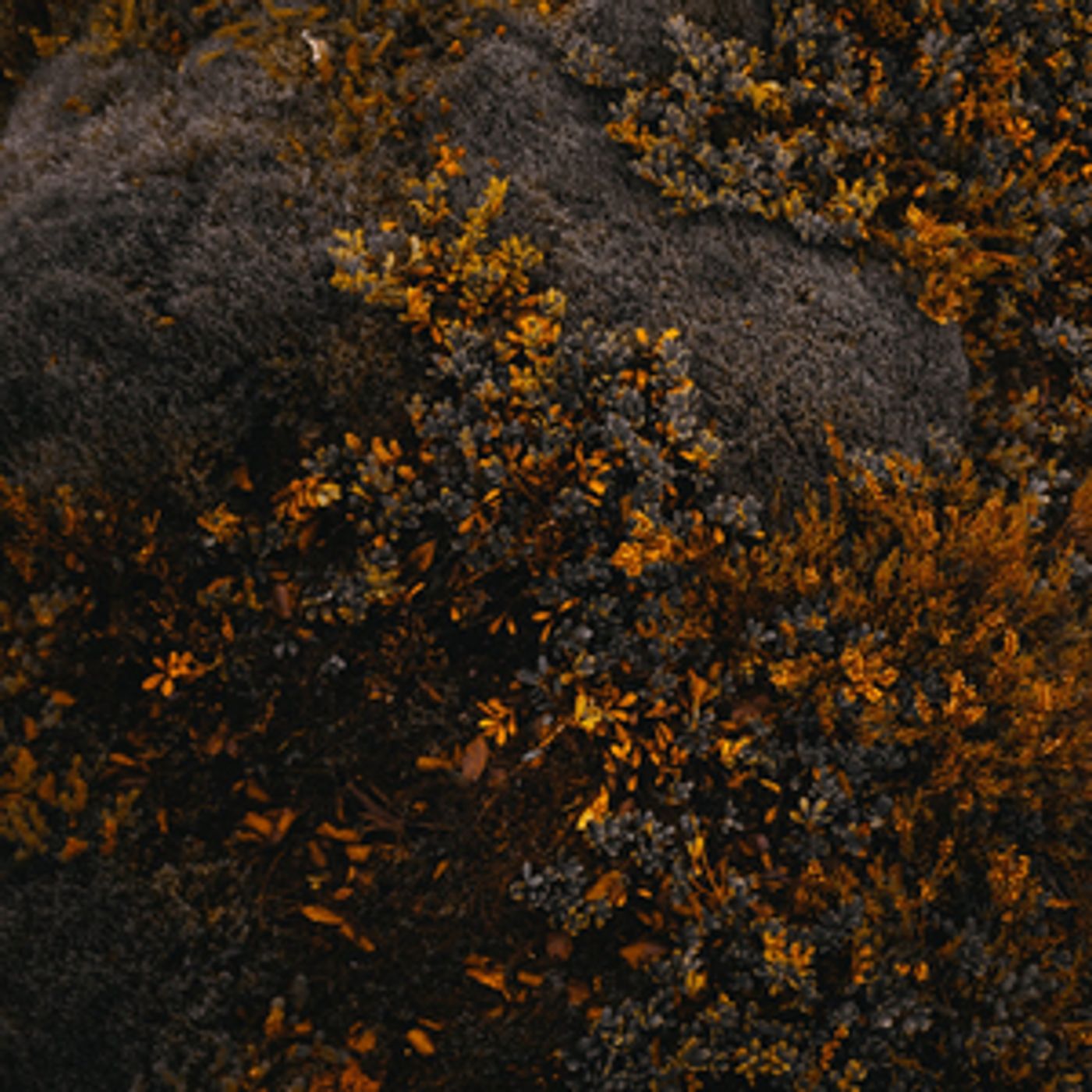 Jenny Owen Youngs Shares Generationals Remix of 'Dungeons and Dragons' Jenny Owen Youngs Shares Generationals Remix of 'Dungeons and Dragons' Image