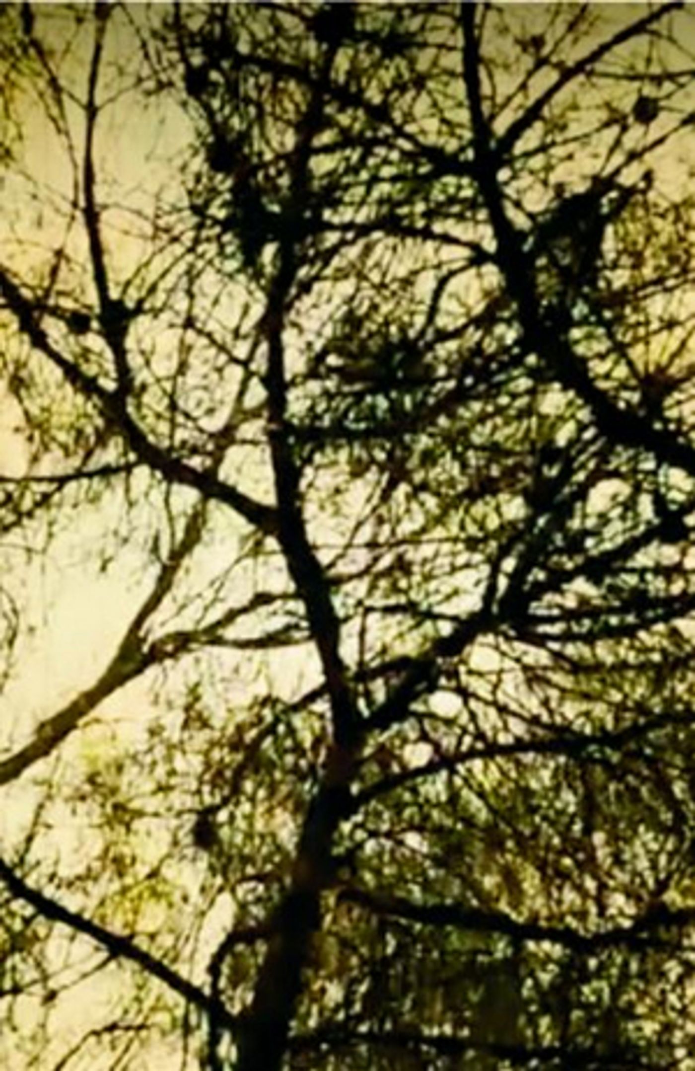 Nanook Will Showcase 'Primavera 2' EP at Teatro das Figuras Next Month  Image