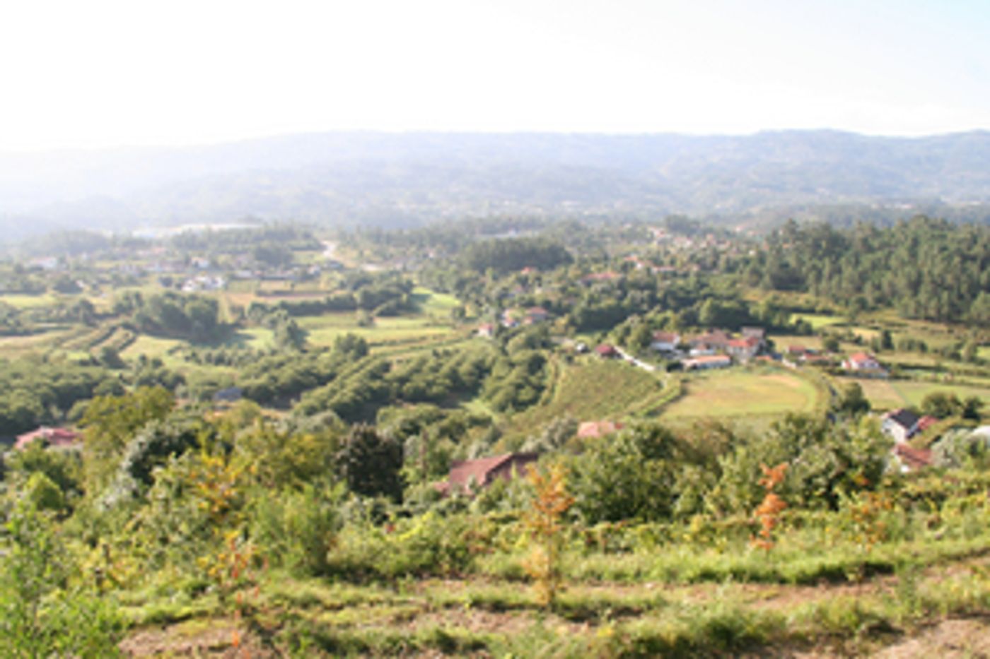 The VINHO VERDE Portuguese Wine Region Produces Outstanding Varietals  Image