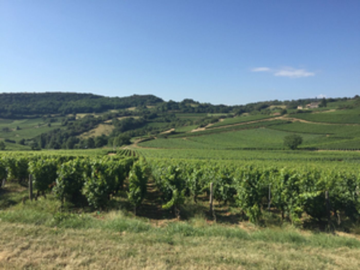 LES VINS GEORGES DUBOEUF and the Pride of Beaujolais  Image