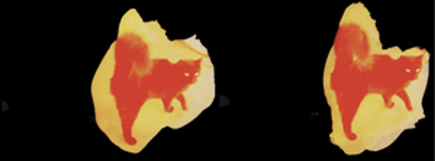 Times Square Arts Presents Jennifer West's Painted Cat Hacker Film for August Midnight Moment  Image