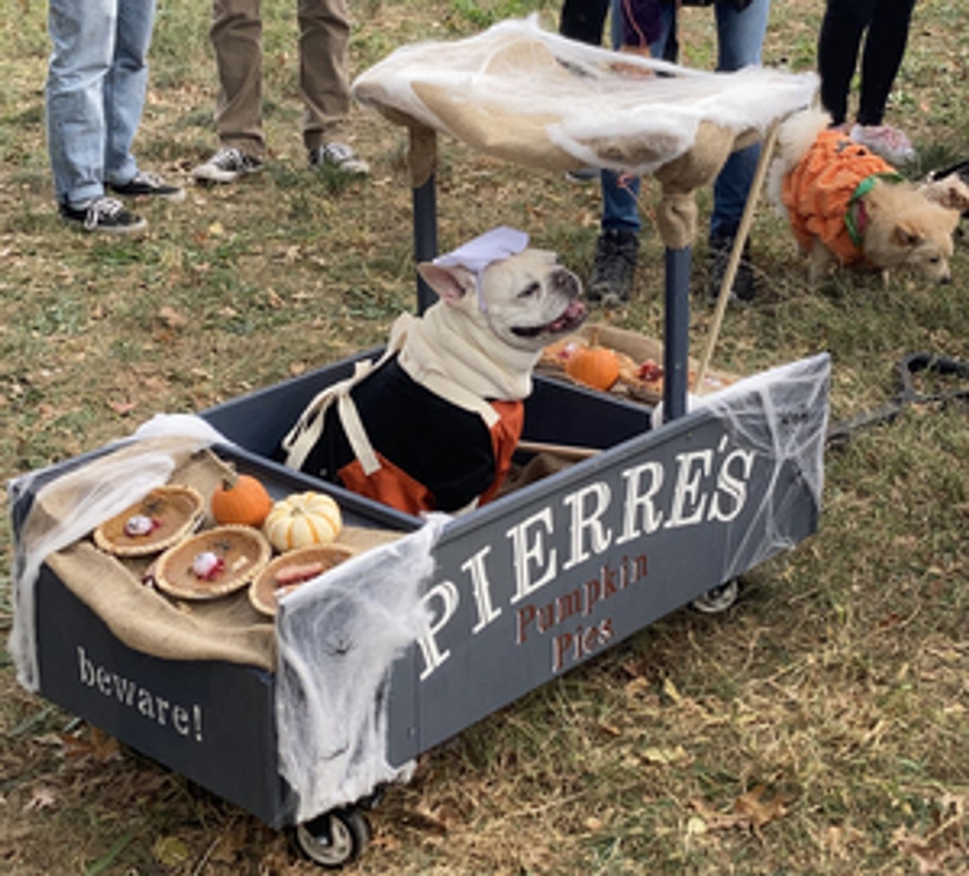 Student Blog: My Favorite NYC Halloween Event, The Halloween Dog Parade  Image
