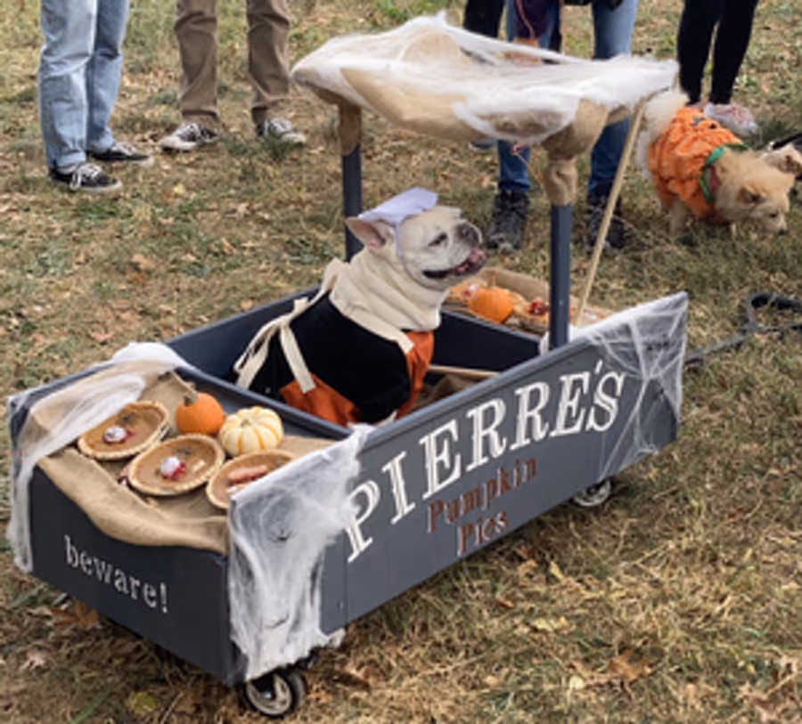 Student Blog: My Favorite NYC Halloween Event, The Halloween Dog Parade Image