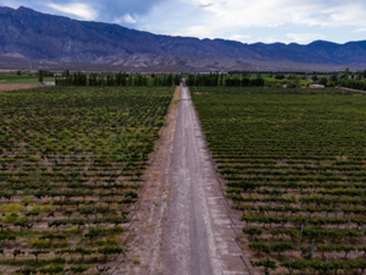 GRAFFIGNA MALBEC 2018-An Argentine Wine to Know About  Image