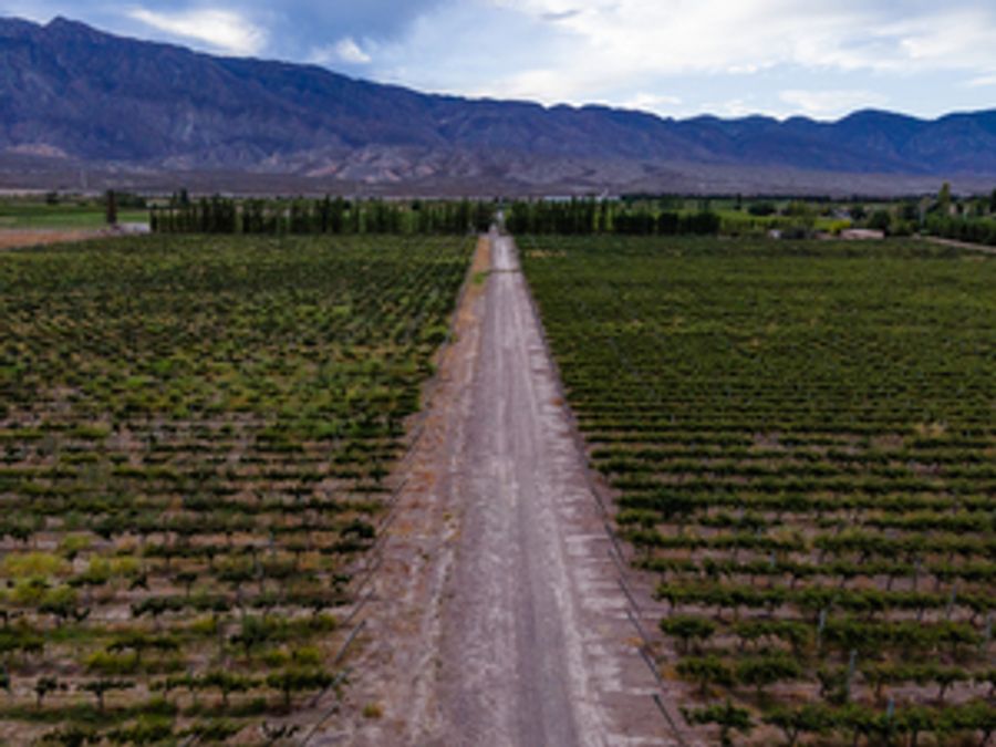 GRAFFIGNA MALBEC 2018-An Argentine Wine to Know About Image