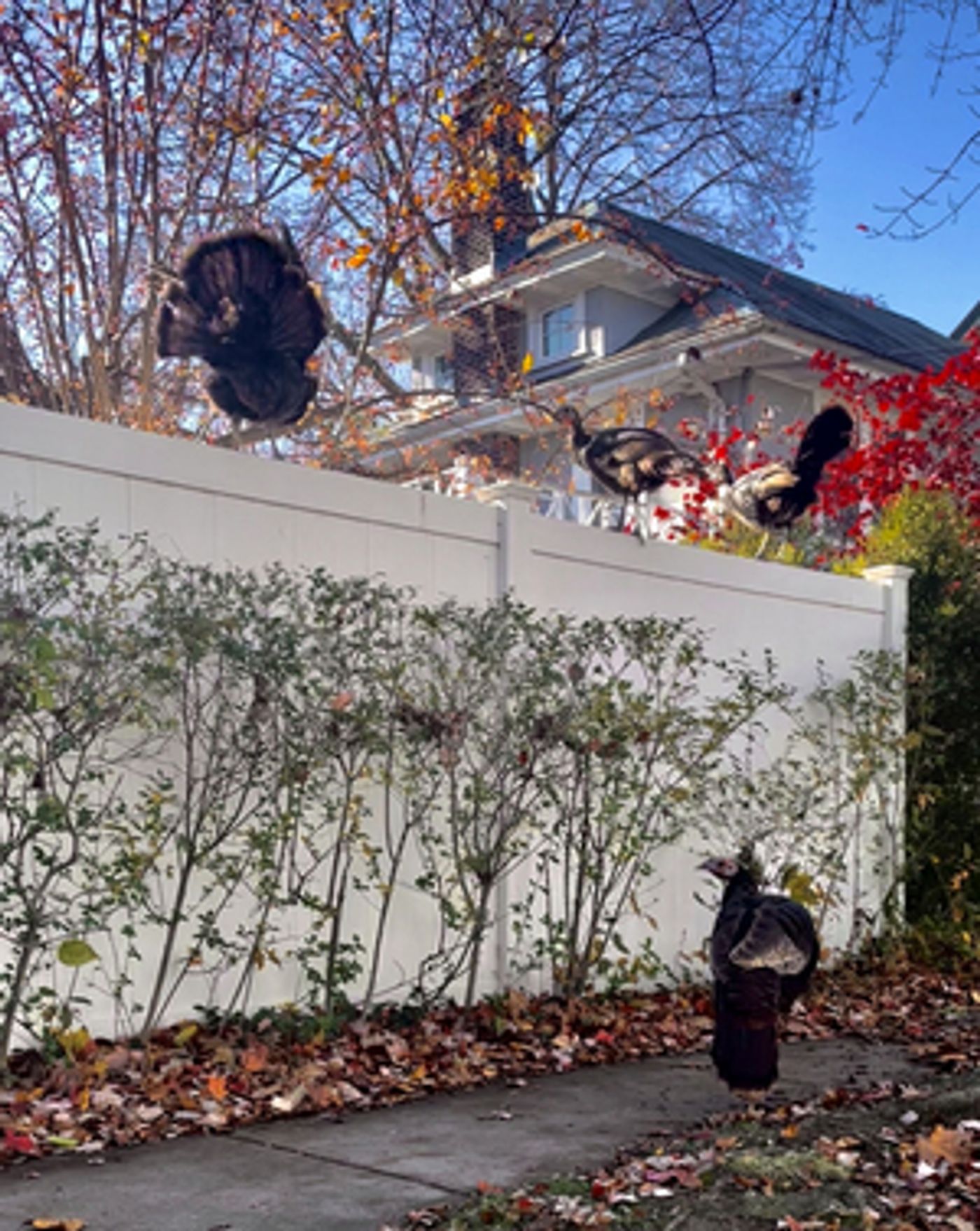 Holiday Alone  Image