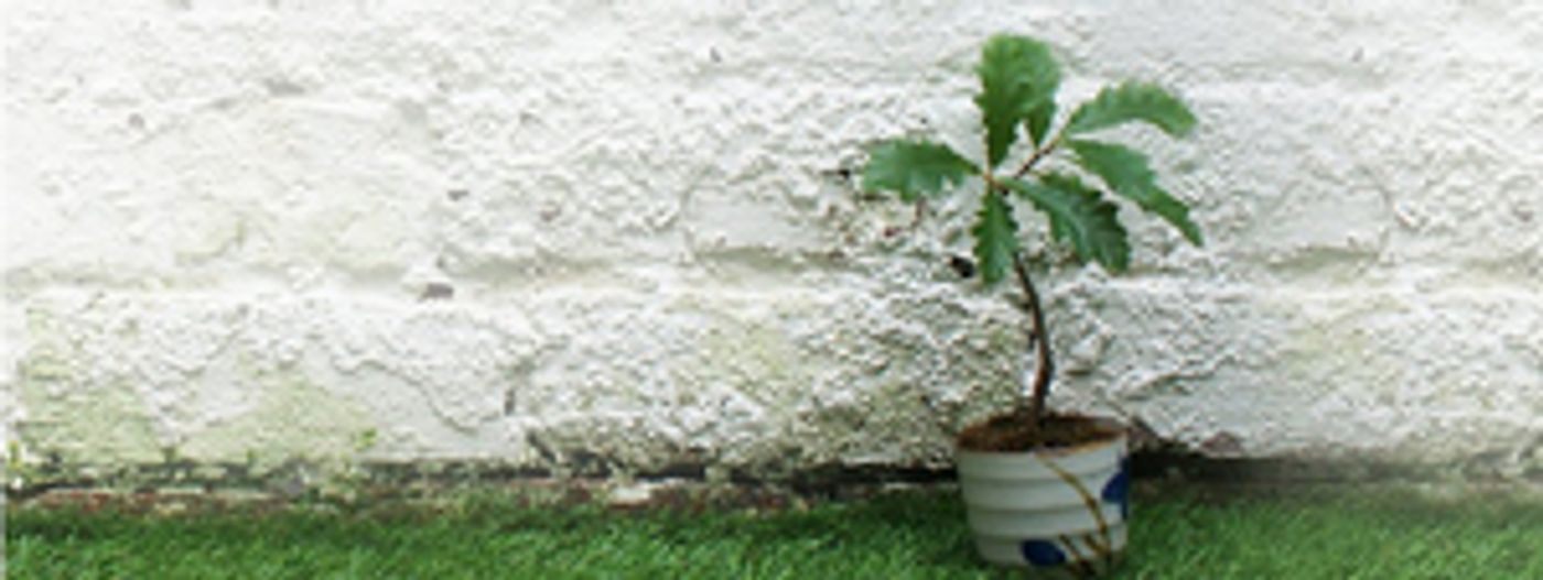 Newcastle's Alphabetti Theatre And The Worriers Present TREE Newcastle's Alphabetti Theatre And The Worriers Present TREE Image