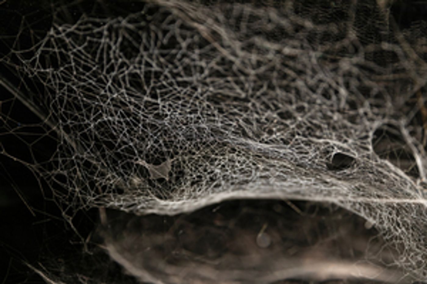 The Shed to Present TOMÁS SARACENO: PARTICULAR MATTER(S) The Shed to Present TOMÁS SARACENO: PARTICULAR MATTER(S) Image