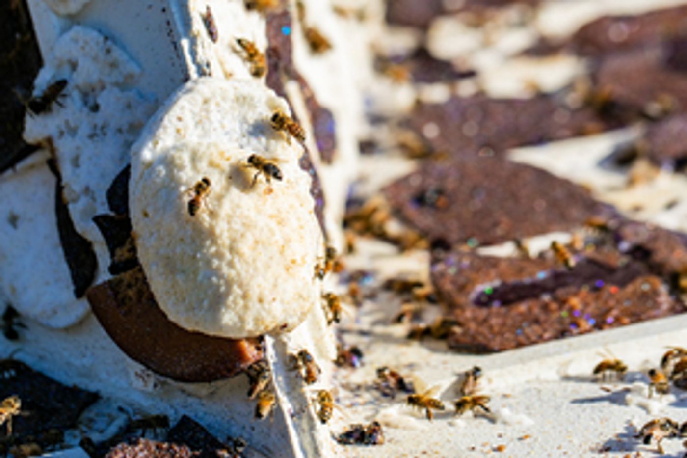 WALT DISNEY WORLD Recycles Its Gingerbread Displays-You Won't Bee-lieve the Buzz  Image
