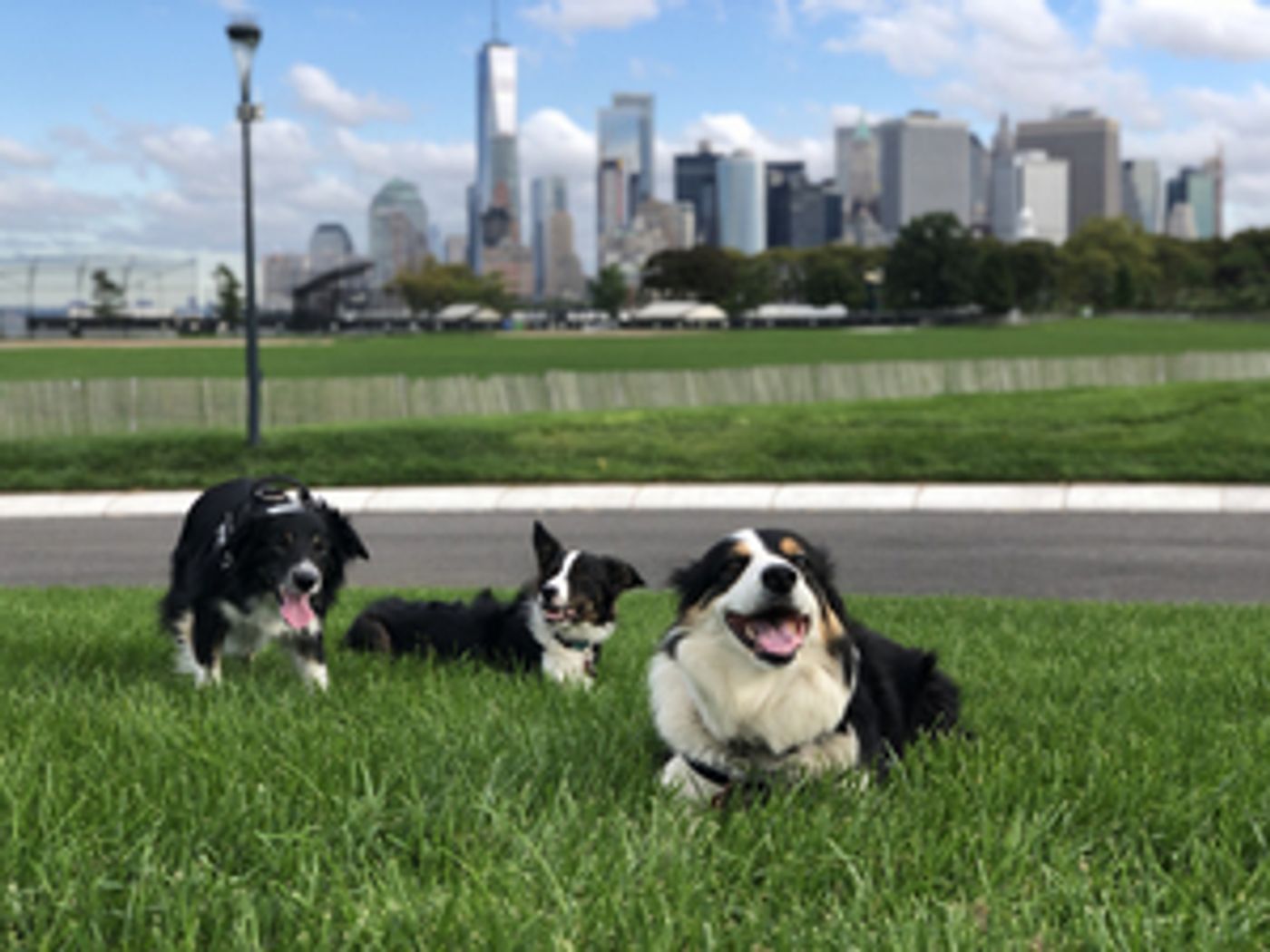 Bring Your Dog To Governors Island for Saturday “Dog Days” Bring Your Dog To Governors Island for Saturday “Dog Days” Image