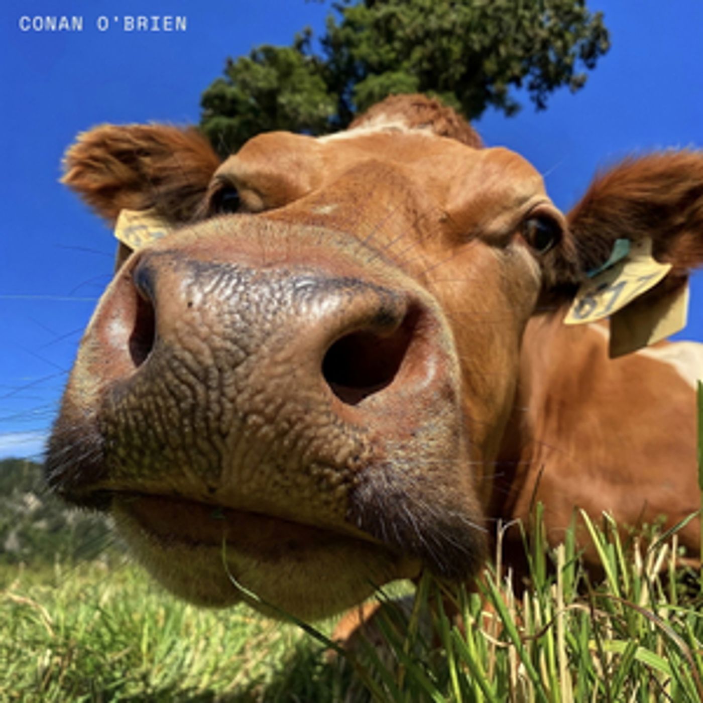 The Grinns Release New Single 'Conan O'Brien' From Forthcoming EP 'Let's Go Out'  Image