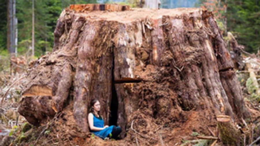 Tesla Quartet's FOR THE TREES Comes to National Sawdust in April Image