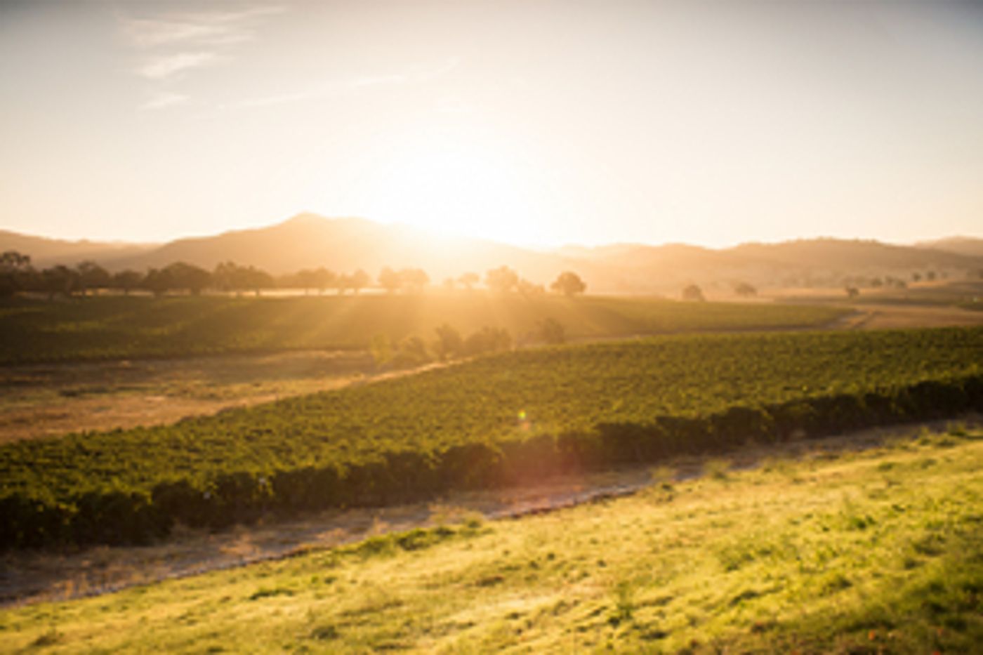 ANCIENT PEAKS WINERY for Bright and Beautiful White Wines ANCIENT PEAKS WINERY for Bright and Beautiful White Wines Image