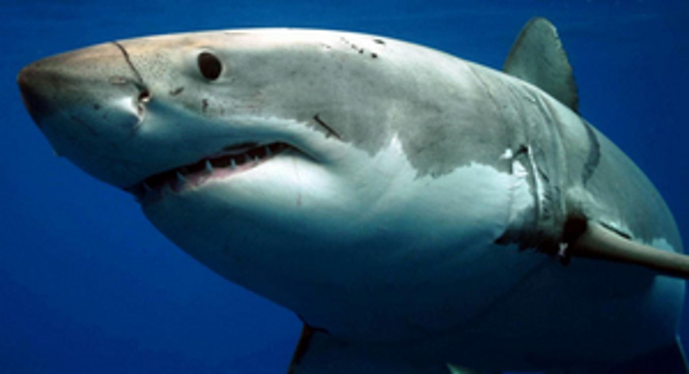 Discovery Announces SHARK WEEK 2022 Premiere  Image