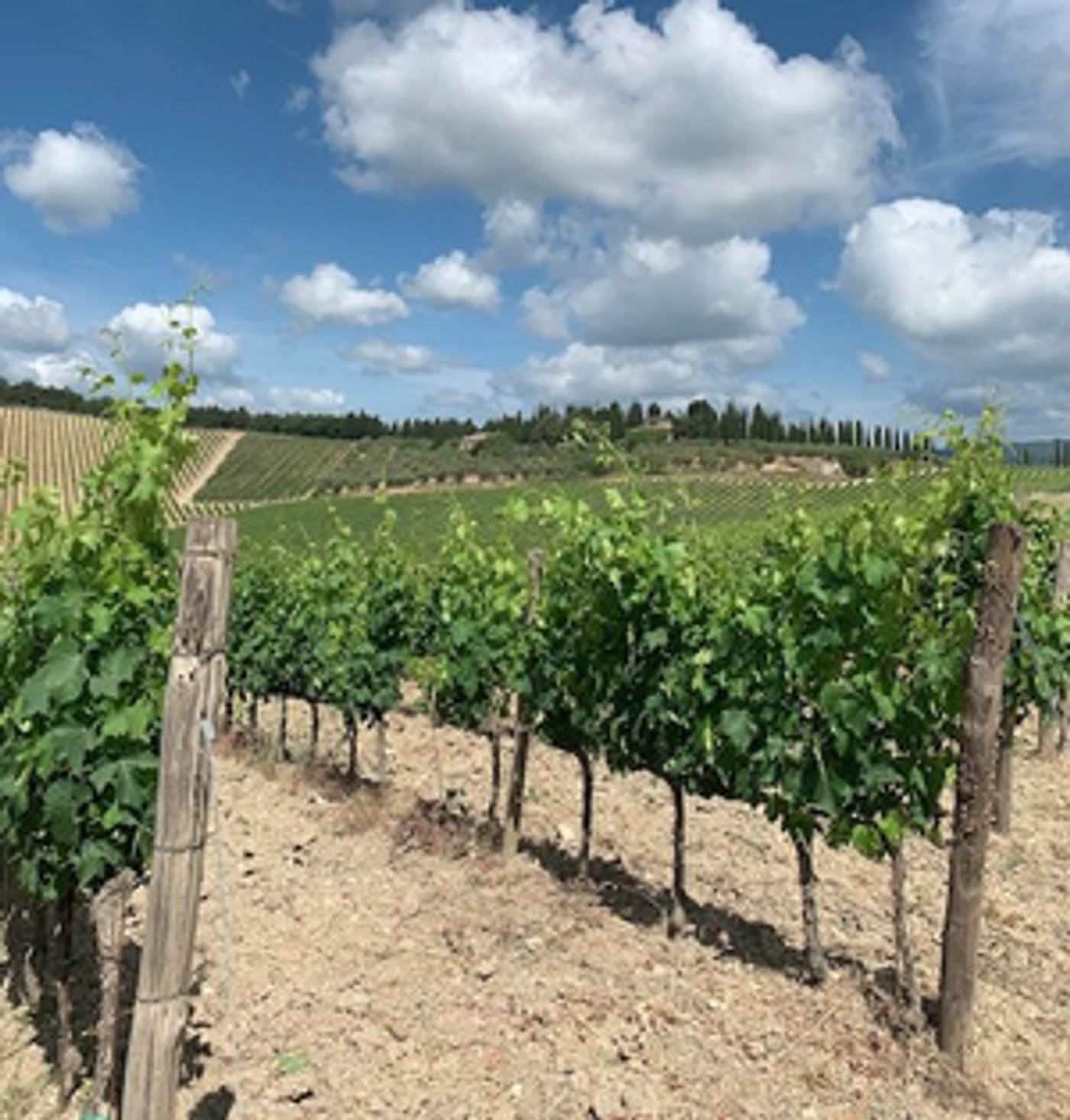 FRESCOBALDI Tuscan Wines – So Much to Explore and Enjoy  Image