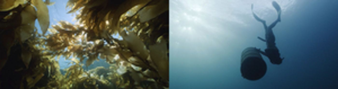 Laguna Art Museum Dives into 'The Sea Around Us' During 10th Annual Art & Nature Festival  Image