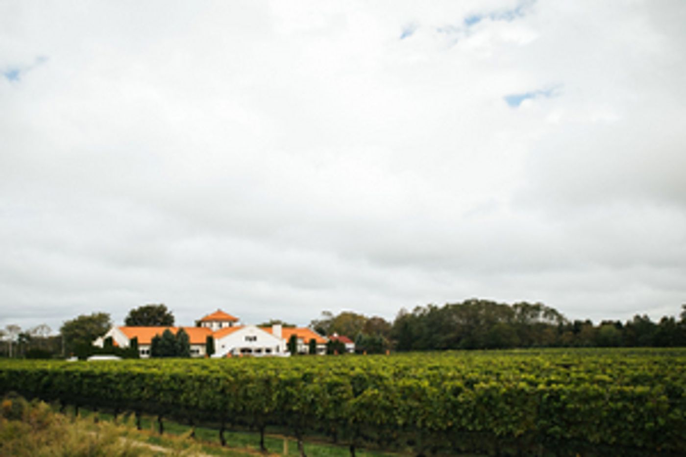 LONG ISLAND WINES-Get to Know the Region and Selections  Image