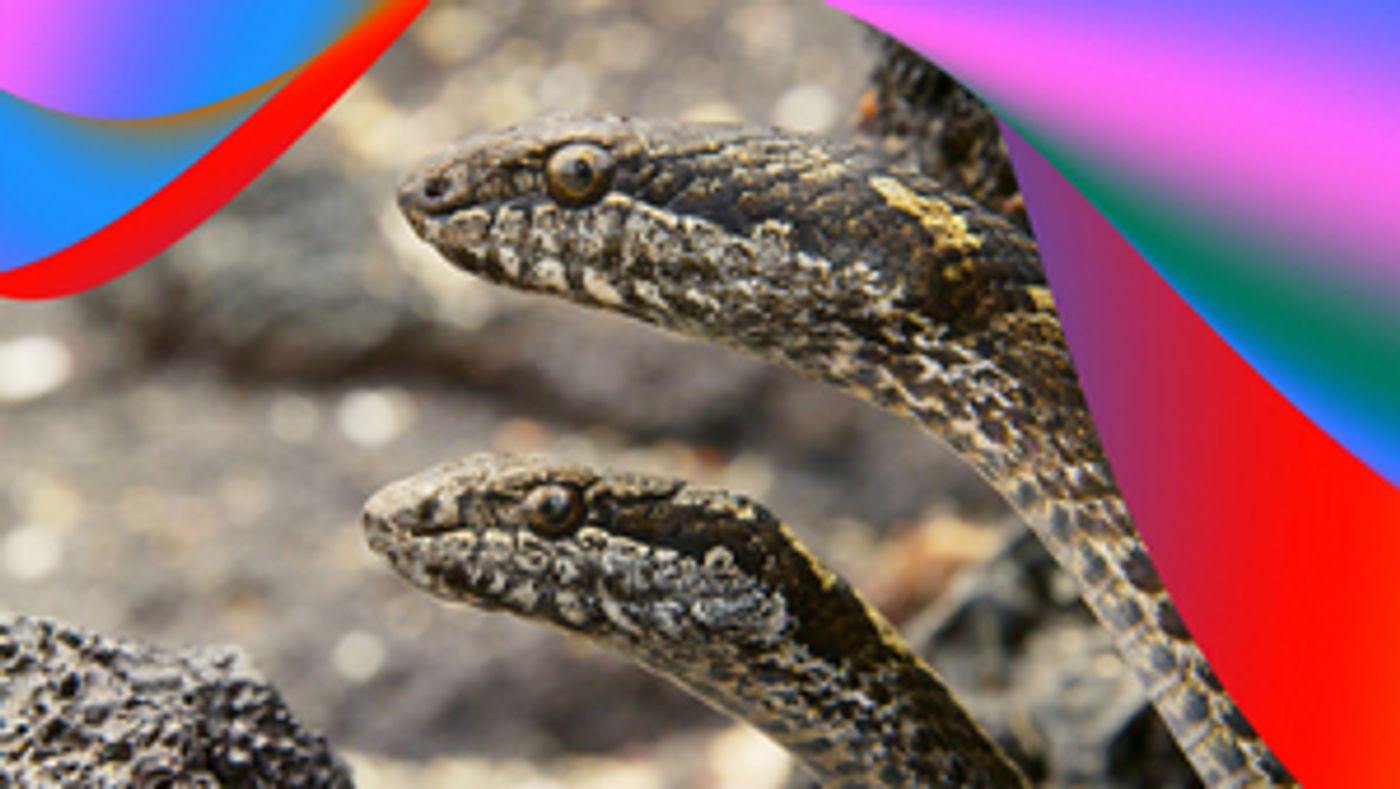 Review: PROM 53: EARTH PROM, Royal Albert Hall  Image