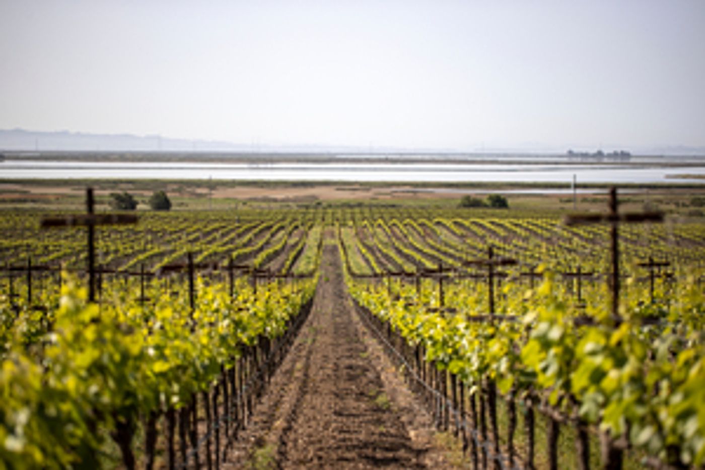 FRANK FAMILY VINEYARDS 2020 Carneros Chardonnay-An Exceptional Wine  Image