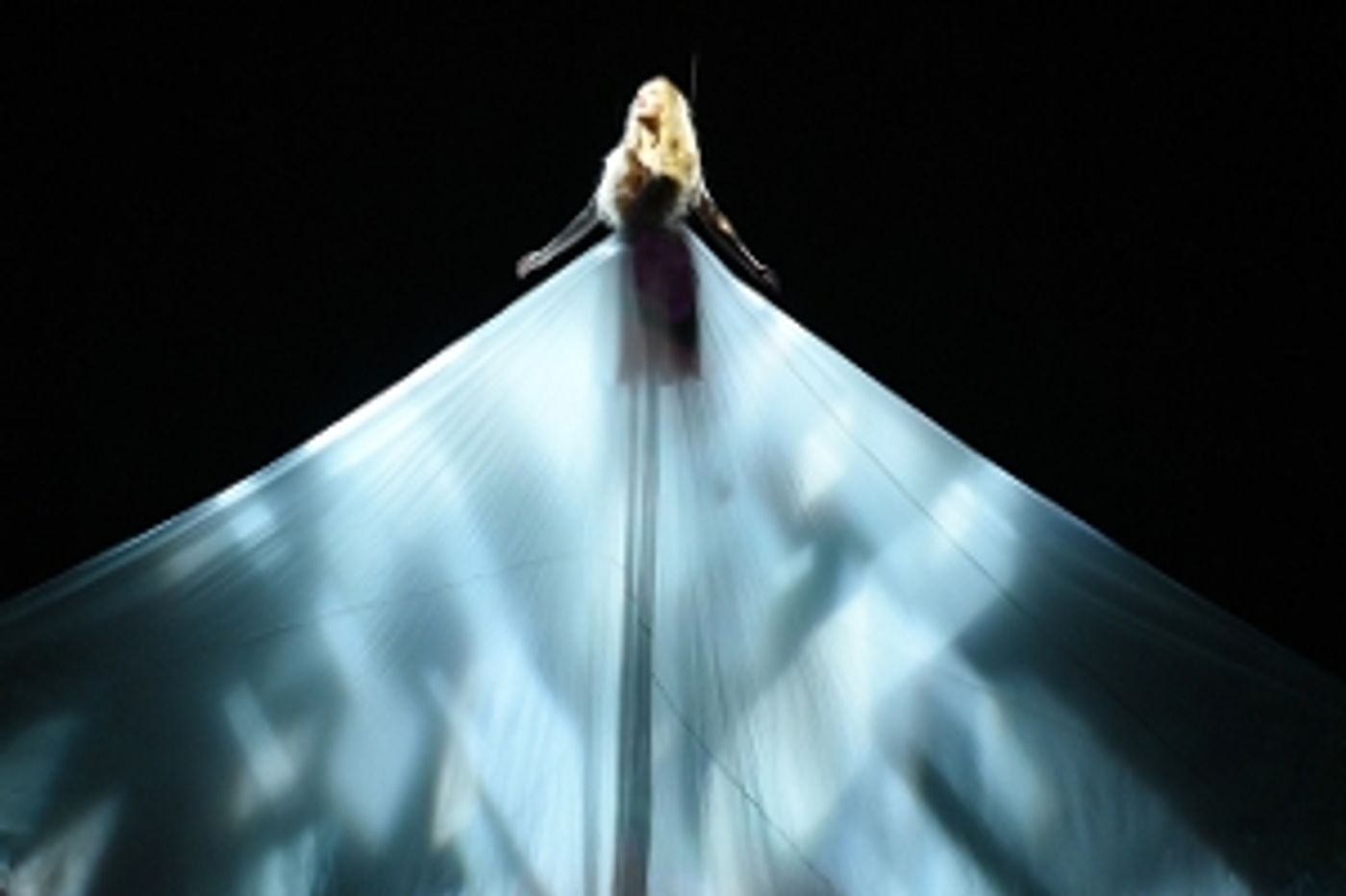 Interview: Moses Pendleton talks ALICE coming to Bass Concert Hall  Image