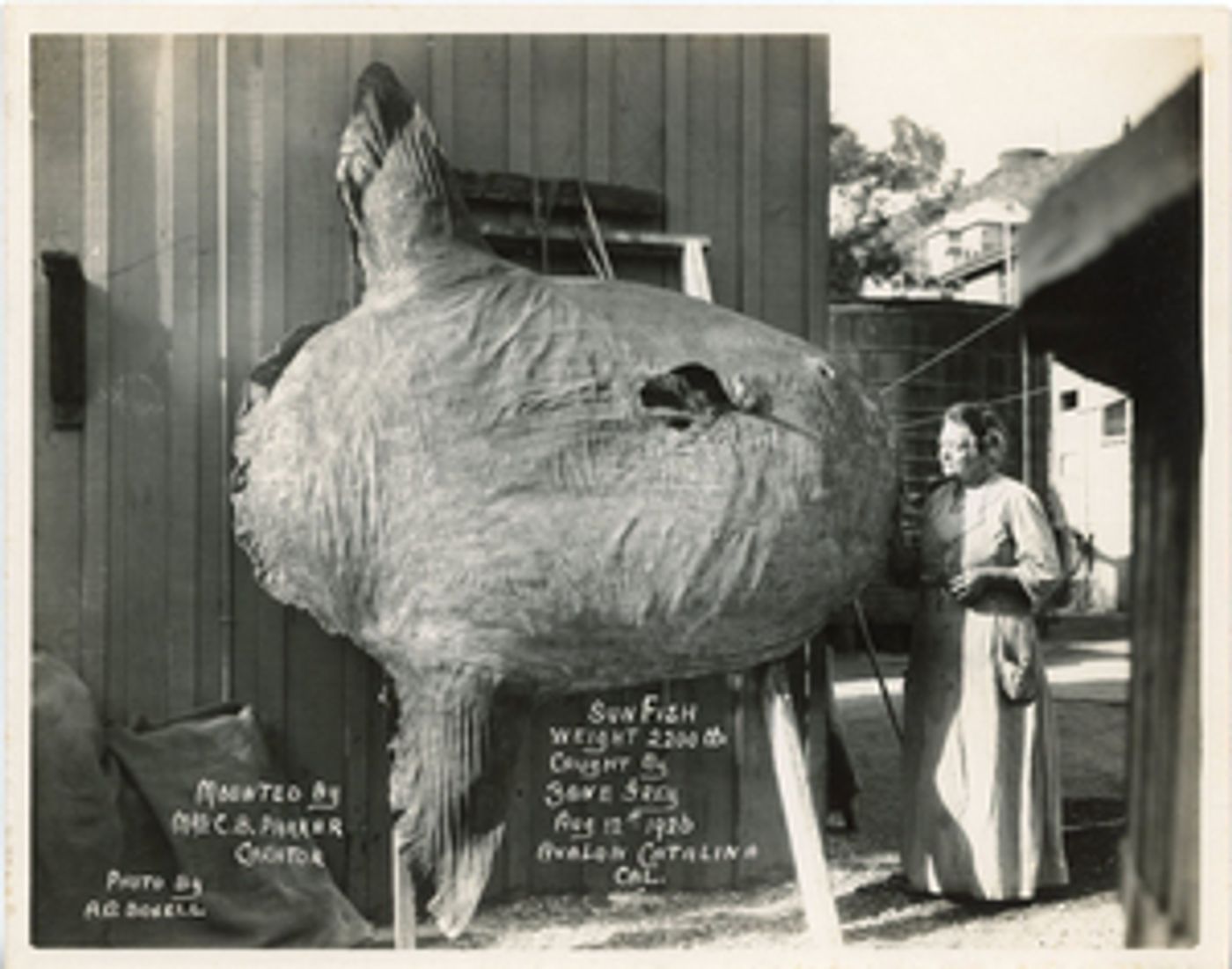 Catalina Museum For Art & History Presents TIME CHANGES ALL ODDS: CATALINA & PHOTOGRAPHY  Image