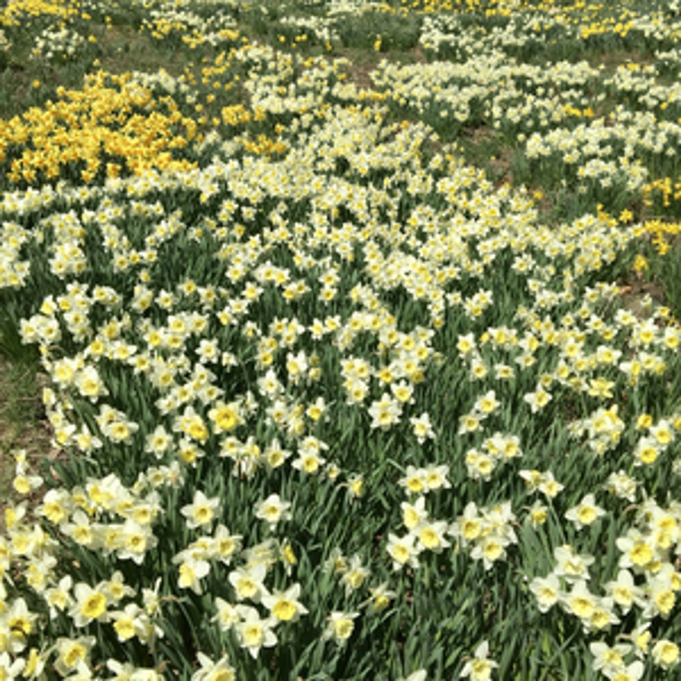 EASTER DINING-Your Go-To Spots to Enjoy the Holiday in Style  Image