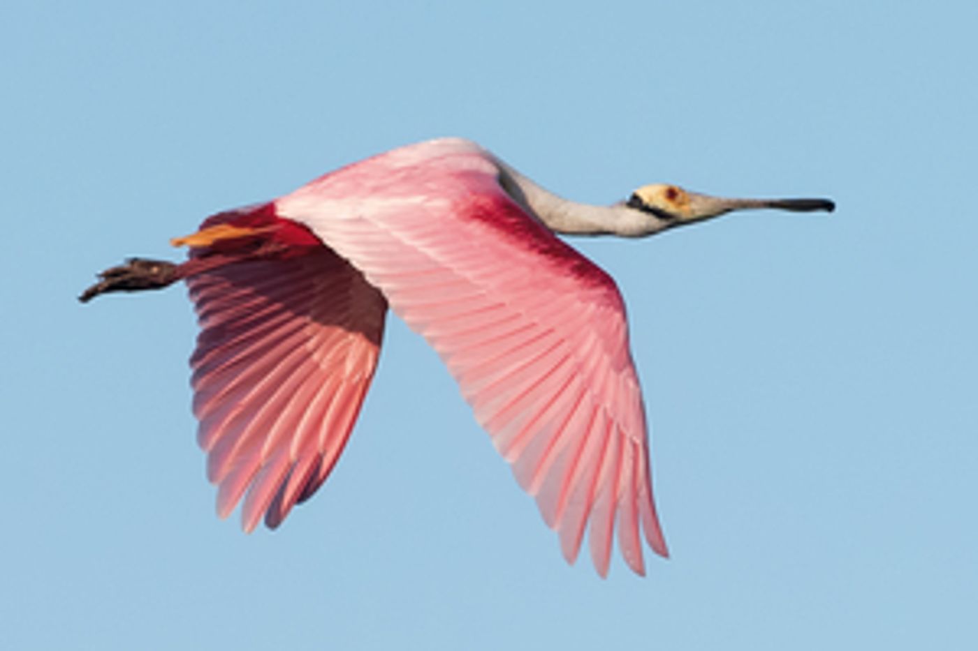 Pompano Beach Arts Showcases Newest Exhibition of the Photographer Phoenix  Image